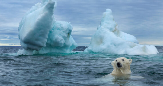 Photo by Paul Souder
A polar bear swims near the Arctic Circle along Hudson Bay in the Nunavut Territory of Canada.