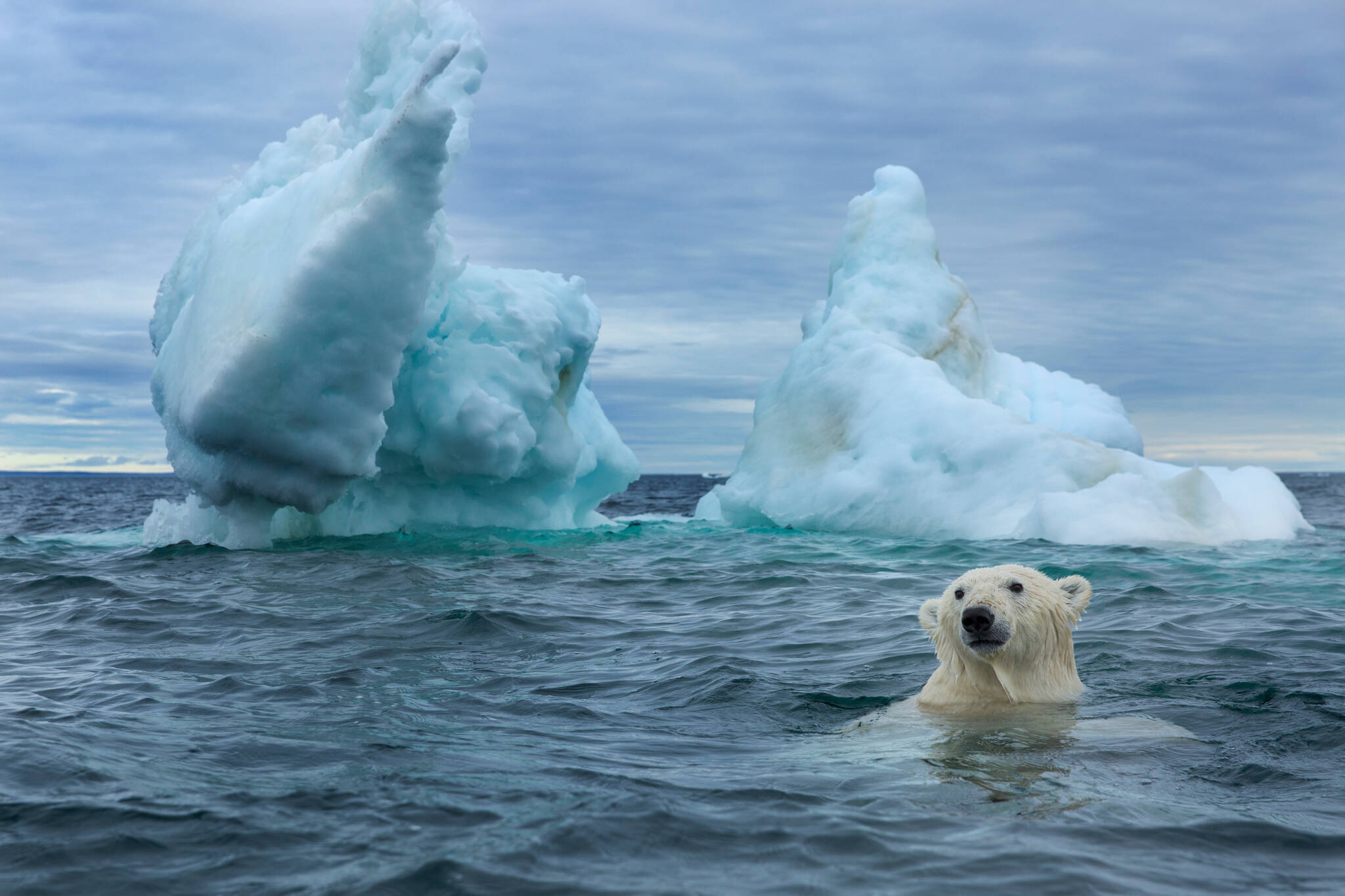 Photo by Paul Souder
A polar bear swims near the Arctic Circle along Hudson Bay in the Nunavut Territory of Canada.