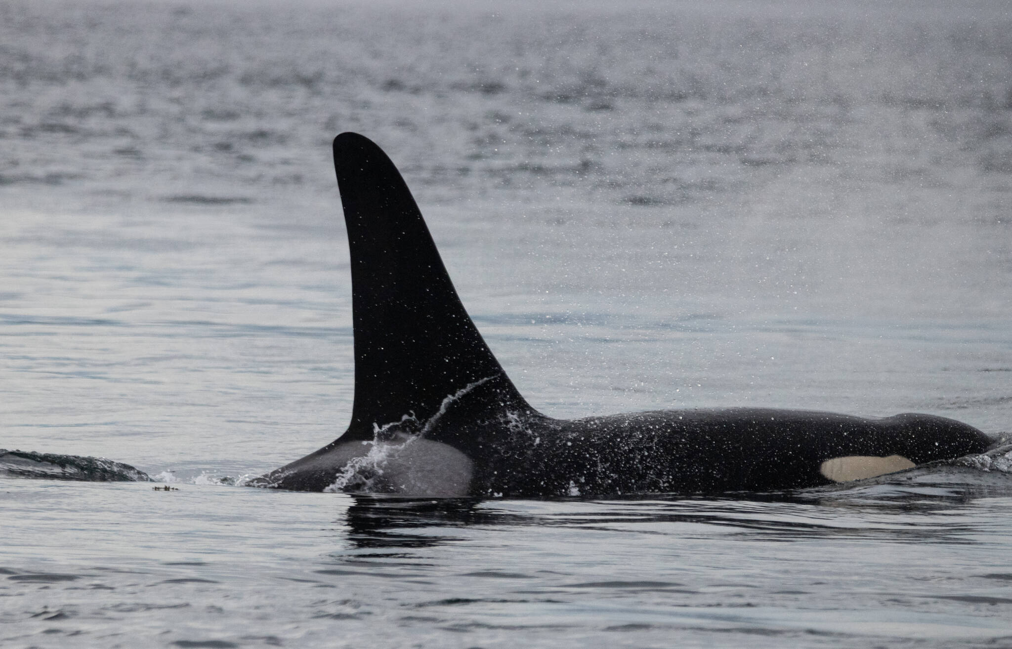 The massive dorsal fin of J-38, Cookie, cuts the water at Bush Point. (Photo by Rachel Haight/Orca Network)