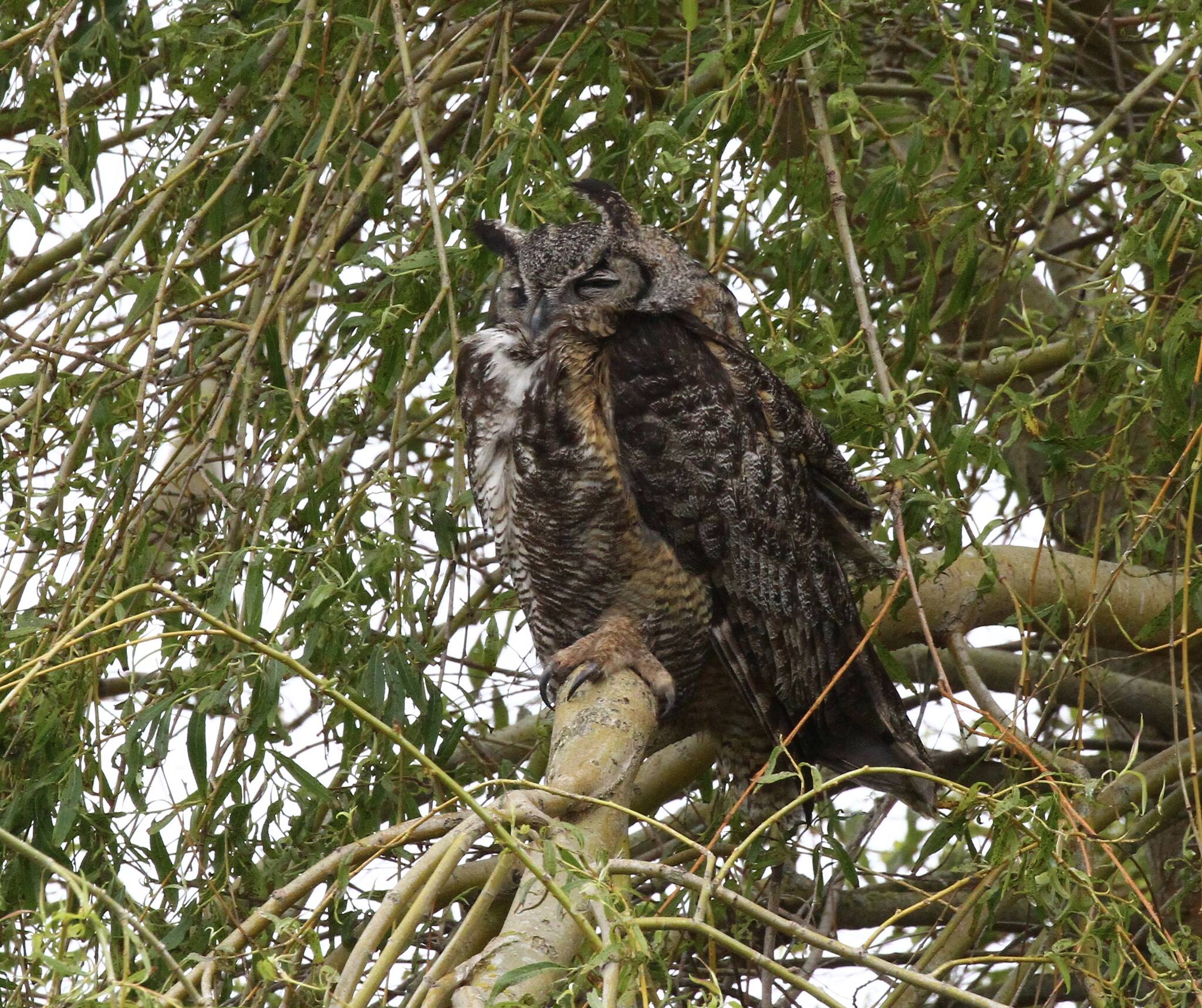 A great horned owl perches on a tree branch at Deer Lagoon. (Photo by Carlos Andersen)