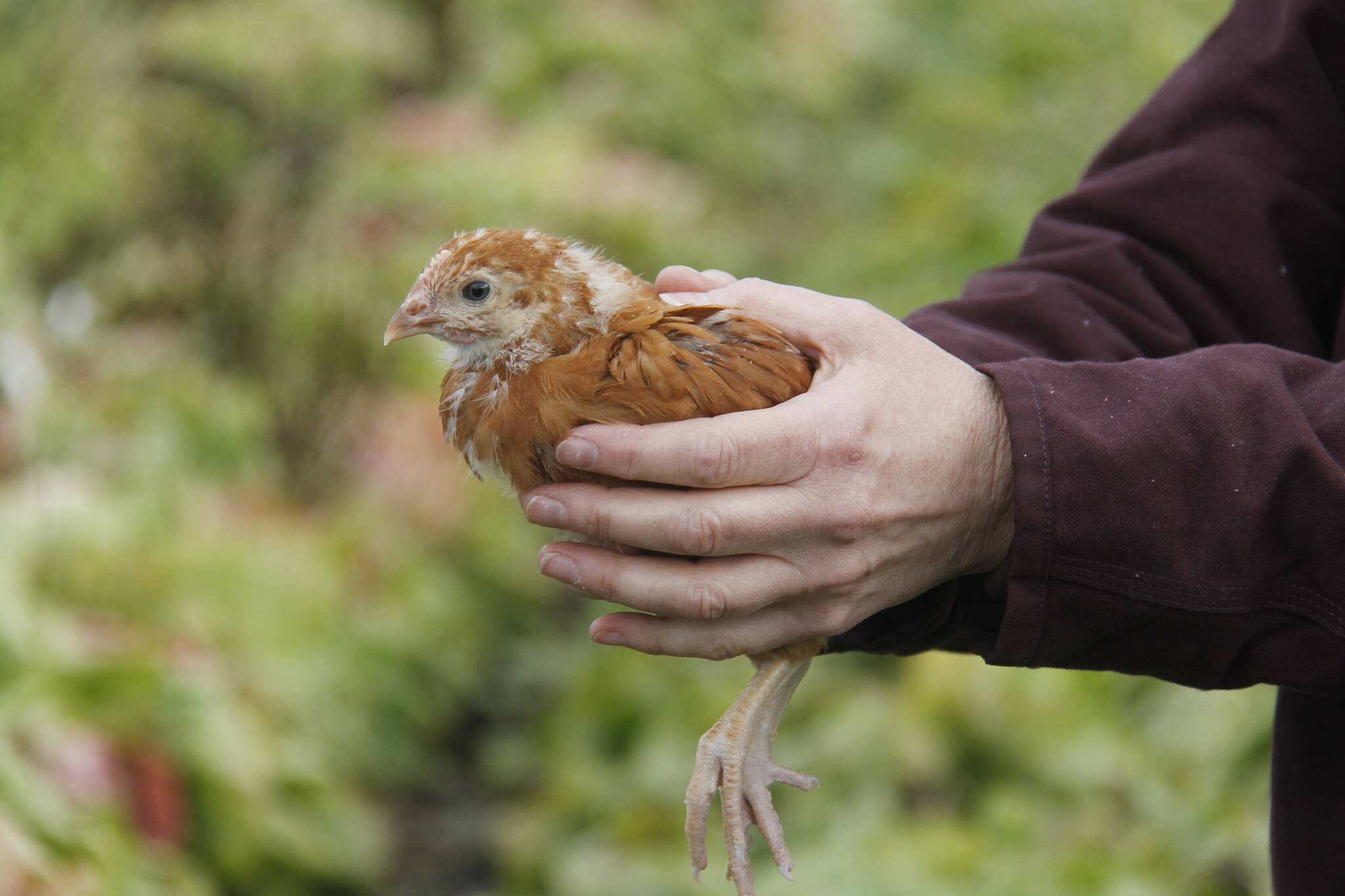 A 5-week-old Novogen chicken, which is a cross between a white leghorn rooster and a Rhode Island red hen. Once it matures, this chicken will lay about 5-6 eggs a week. (Photo by Kira Erickson/South Whidbey Record)