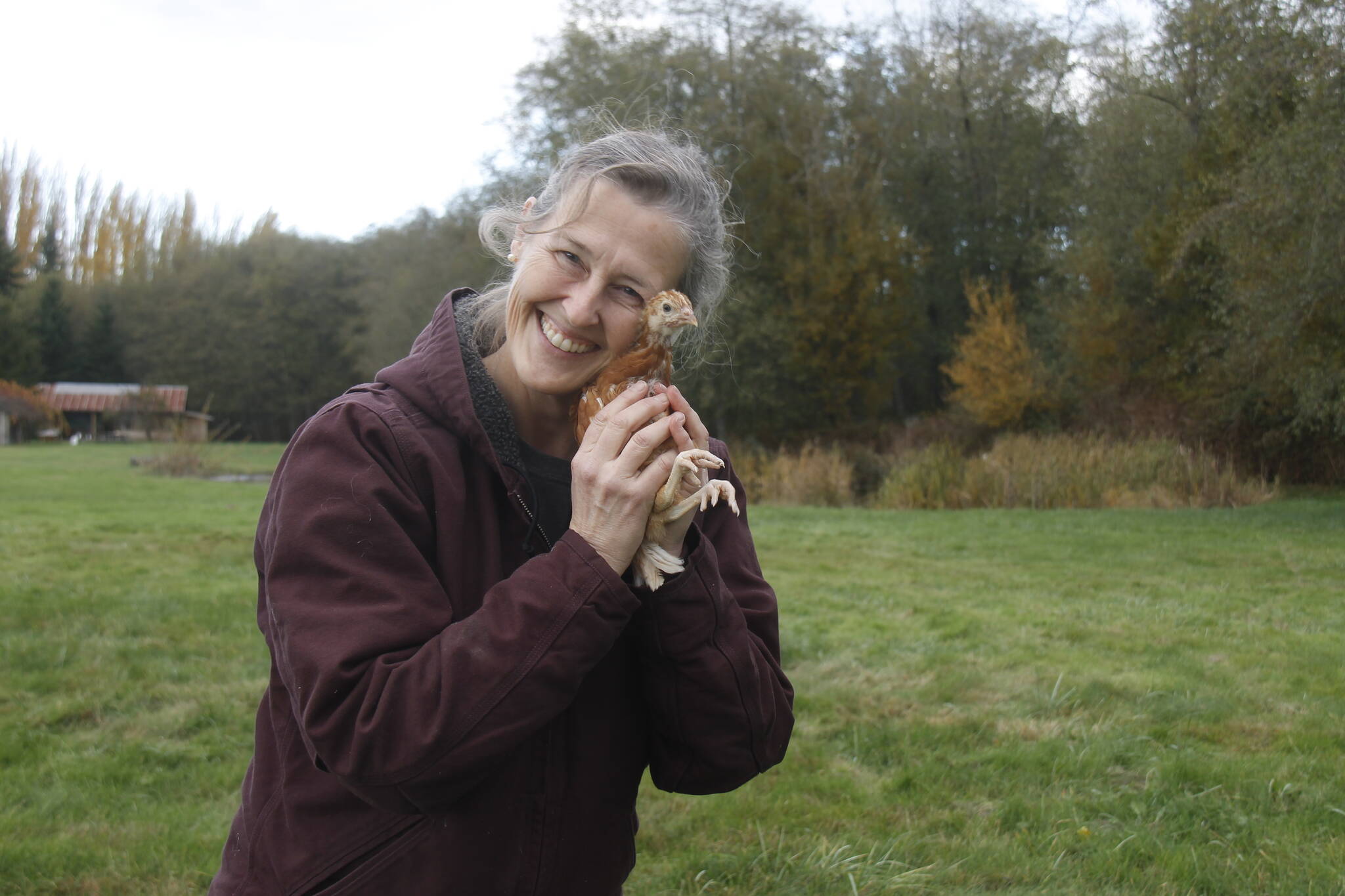 Organic Farm School graduate Maria Converse has hatched a plan to raise 115 robust egg-layers at the educational institution in the Maxwelton Valley. (Photo by Kira Erickson/South Whidbey Record)