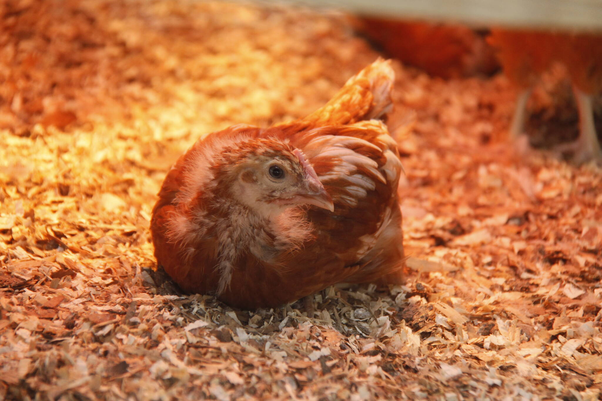 A chicken stays toasty under a heat lamp. (Photo by Kira Erickson/South Whidbey Record)