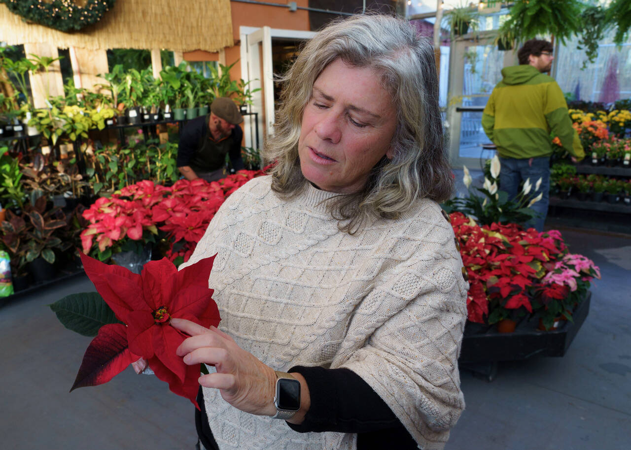 Maureen Murphy points out the different parts of a plant on a poinsettia. (Photo by David Welton)