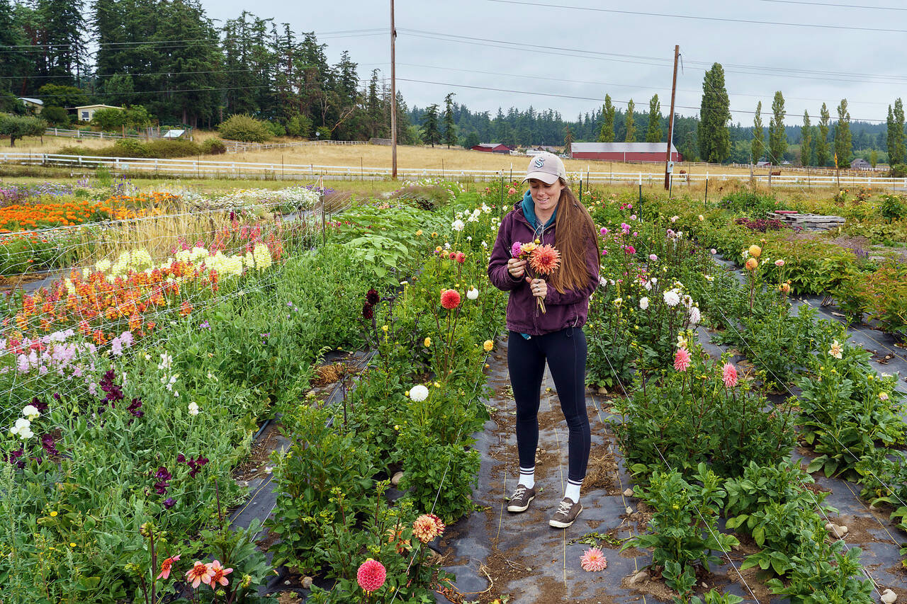 Emily Martin’s half-acre flower farm in bloom in August 2023. (Photo by David Welton)