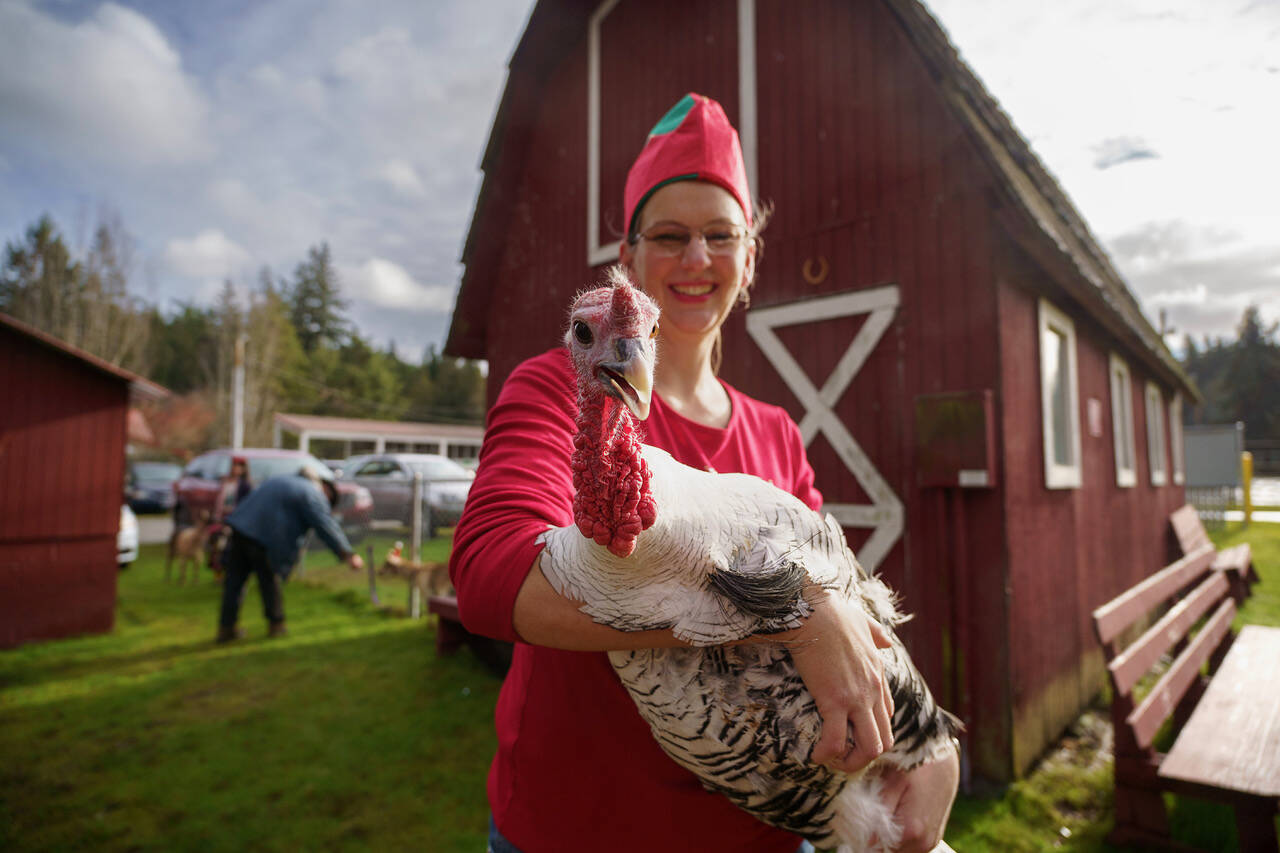 A turkey made an appearance at the Whidbey Island Fairgrounds. (Photo by David Welton)