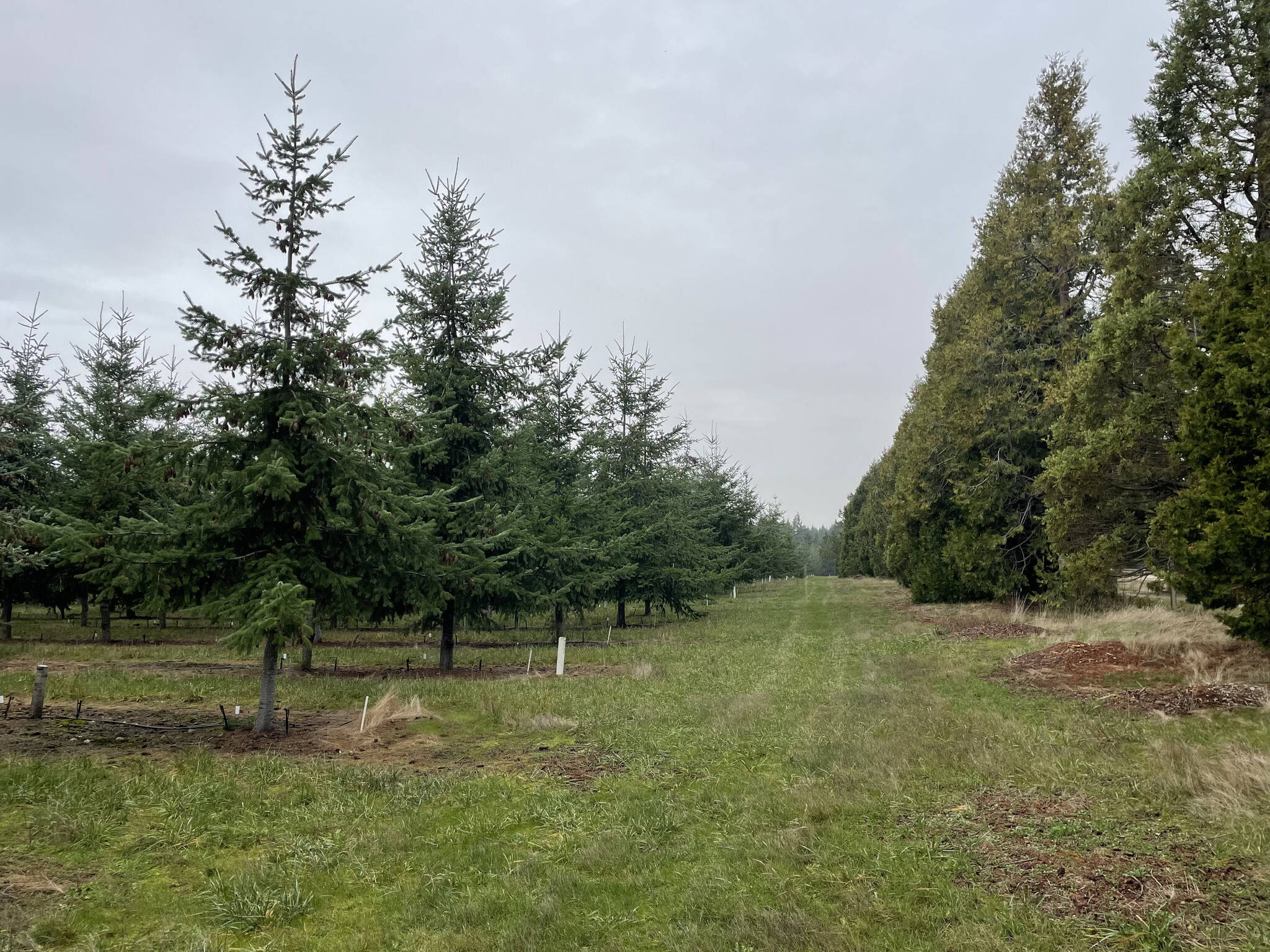 Island Transit has acquired a new 38-acre property in Coupeville. (Photo provided)