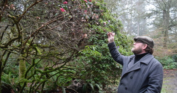 Daniel Burns checks out the few blooms at Meerkerk Gardens that can be found in December. The Greenbank forest and garden preserve is sponsoring a walk through its woods on New Year’s Day. (Photo by Patricia Guthrie)