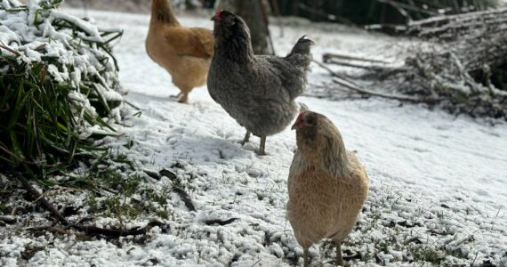Photo by Michaela Eben
Michaela Eben's chickens, named What the Cluck, Blue and Jessie's Girl inspect the snow in Oak Harbor.
