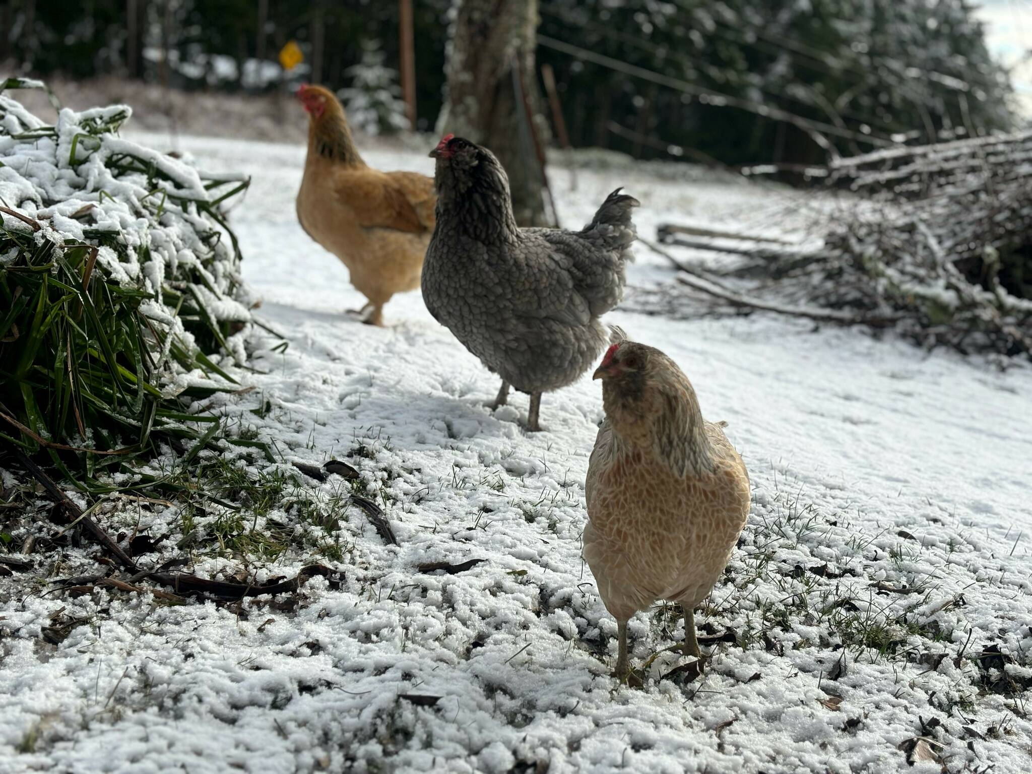 Michaela Eben’s chickens, named What the Cluck, Blue and Jessie’s Girl inspect the snow in Oak Harbor. (Photo by Michaela Eben)
