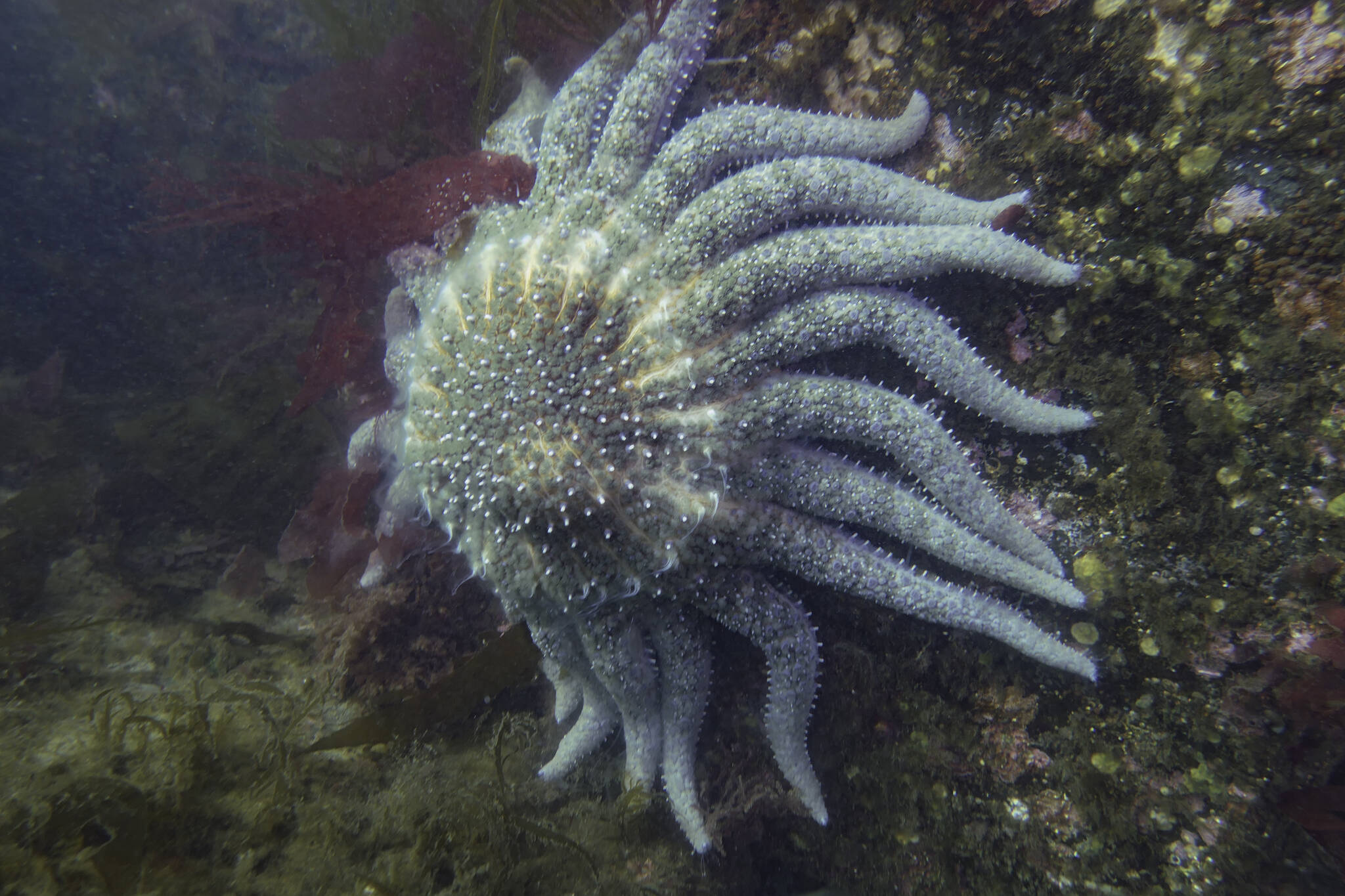 A spawning sunflower sea star in Coupeville. Sea stars will be the topic of the keynote speaker at this year’s Sound Waters University. (Photo by Tabitha Jacobs-Mangiafico)