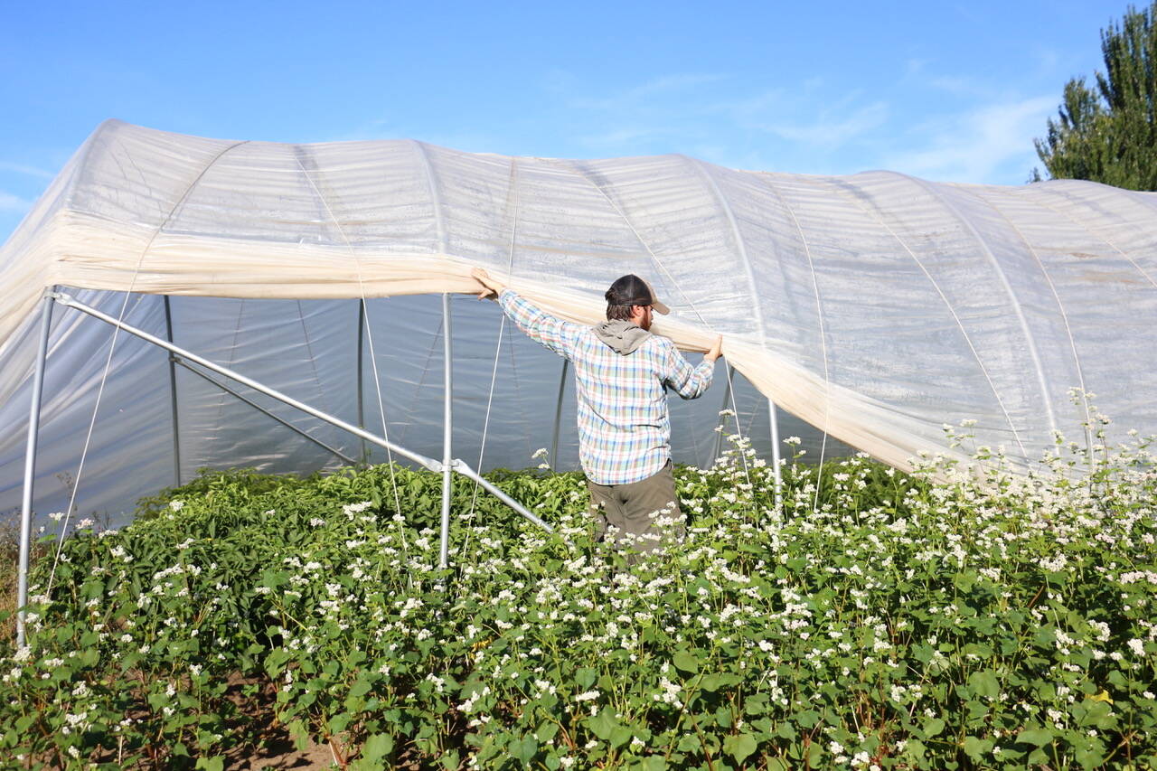 Organic Farm School student Will Note lifts the edge of a high tunnel. (Photo provided)