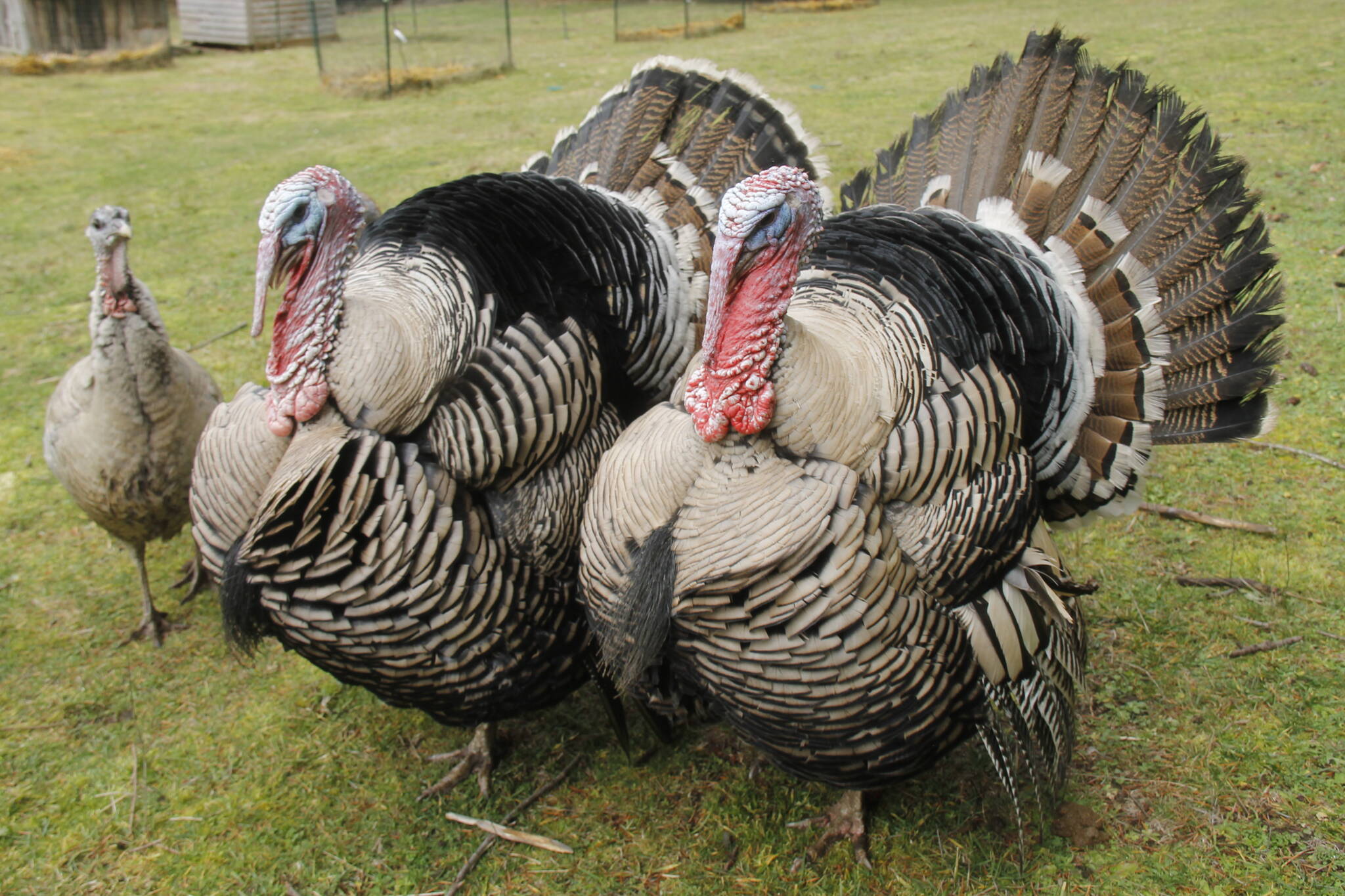 From left, Silver, Thunder and Lighting Bolt are breeding turkeys that live on Sweetwater Farm. (Photo by Kira Erickson/South Whidbey Record)