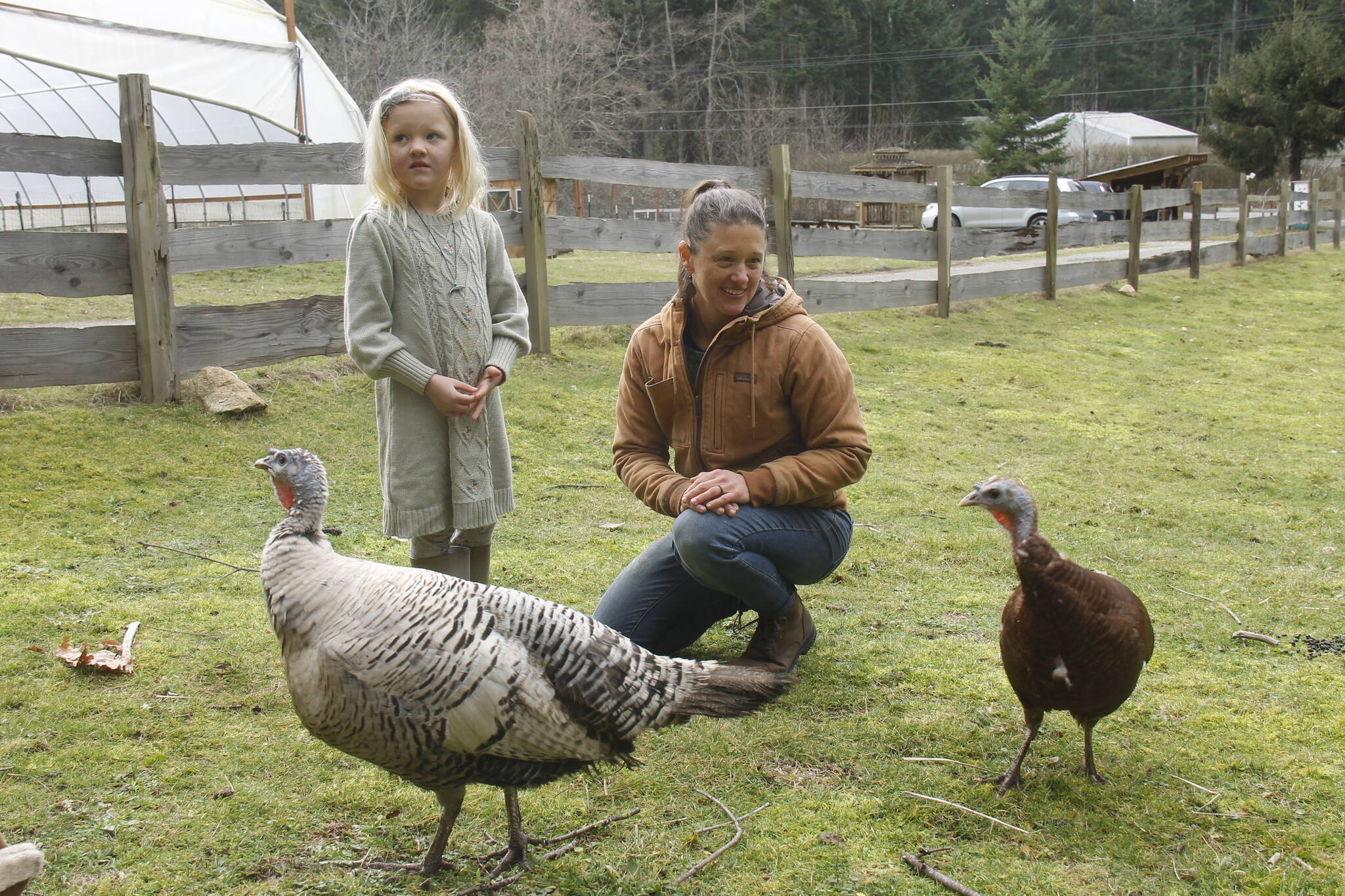Saoirse Dunham, 6, with mother Jenny Goff and turkeys Silver and Lilac. (Photo by Kira Erickson/South Whidbey Record)