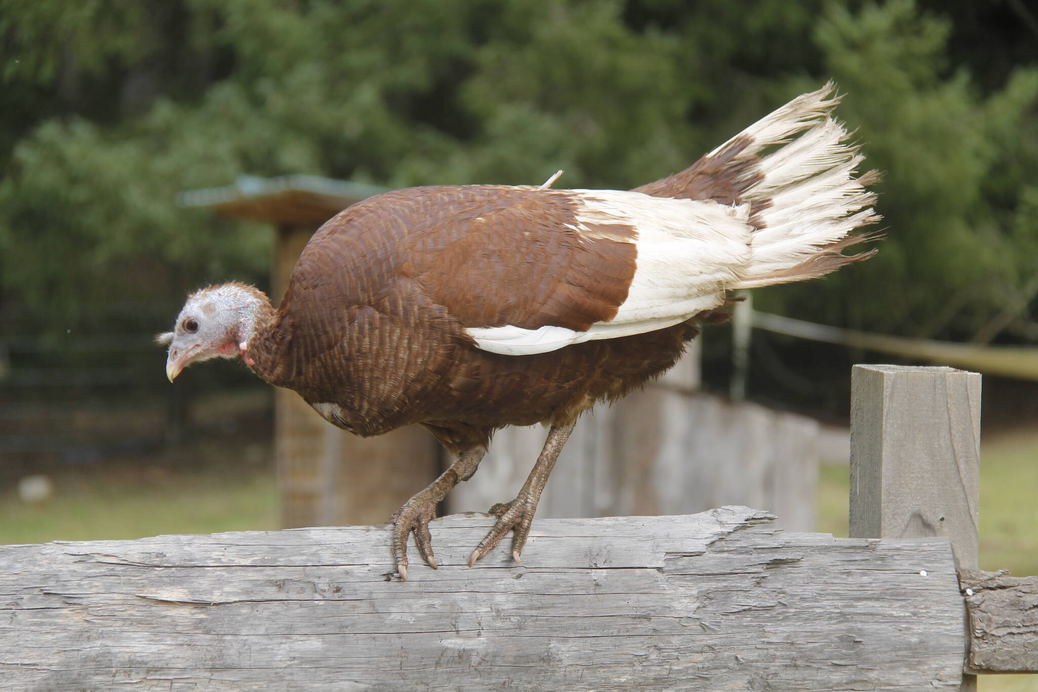 Lilac the turkey poses on the fence at Sweetwater Farm. (Photo by Kira Erickson/South Whidbey Record)