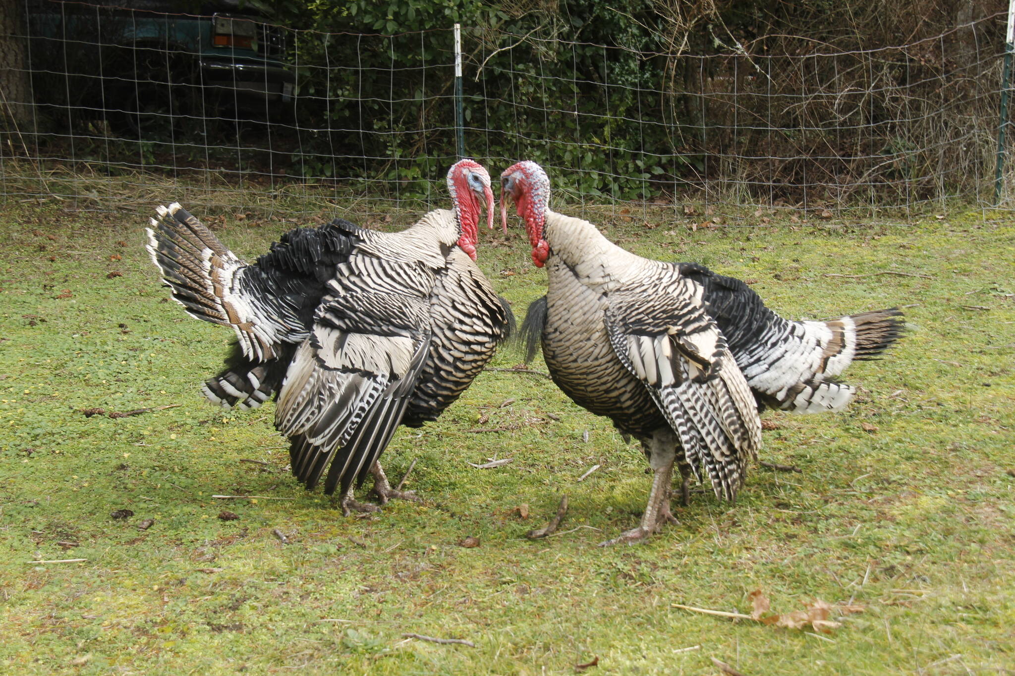 Turkeys Thunder and Lightning Bolt at Sweetwater Farm. (Photo by Kira Erickson/South Whidbey Record)