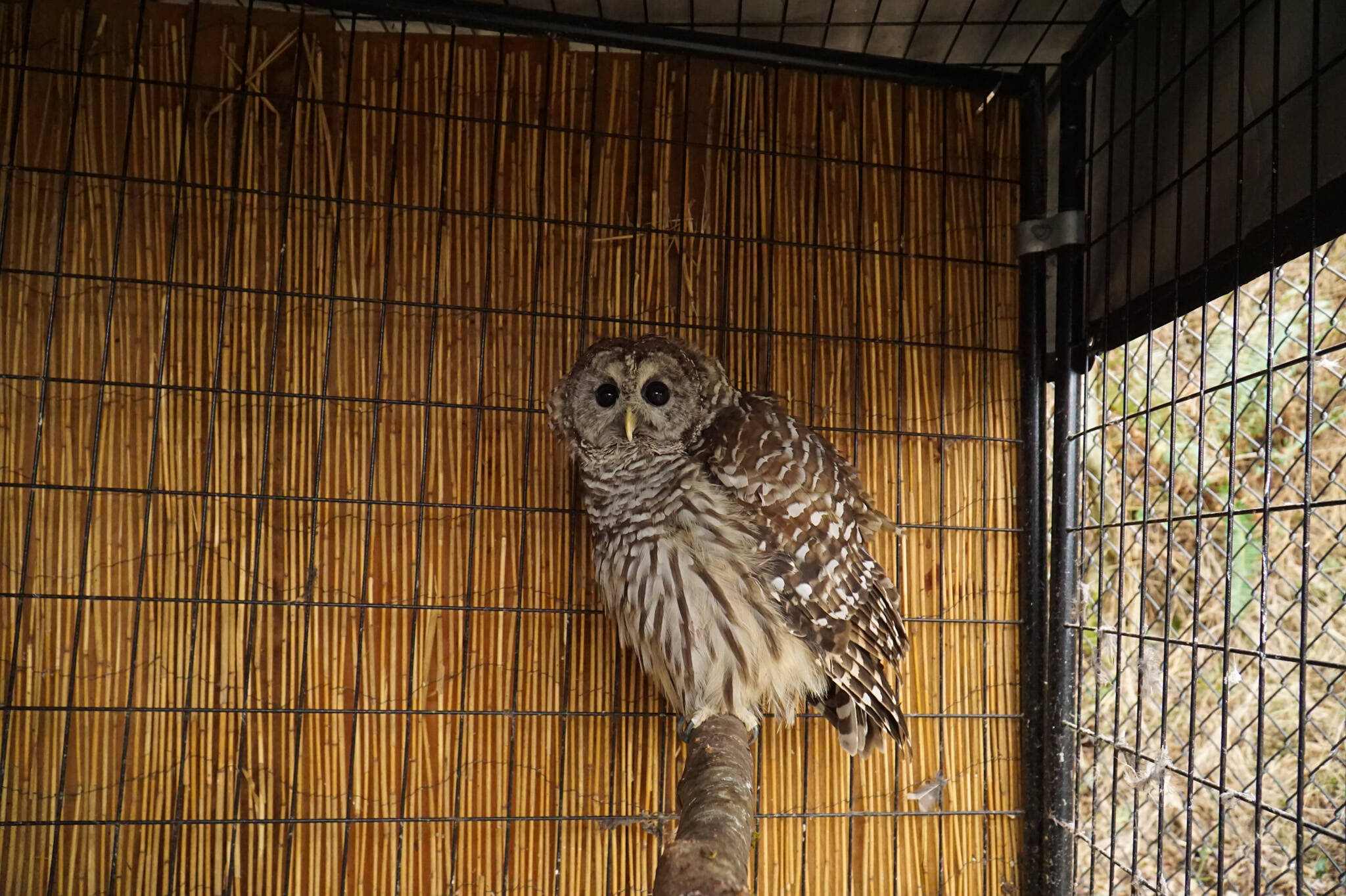 A bard owl at Northwest Wildlife Sanctuary. (Photo by Sam Fletcher)