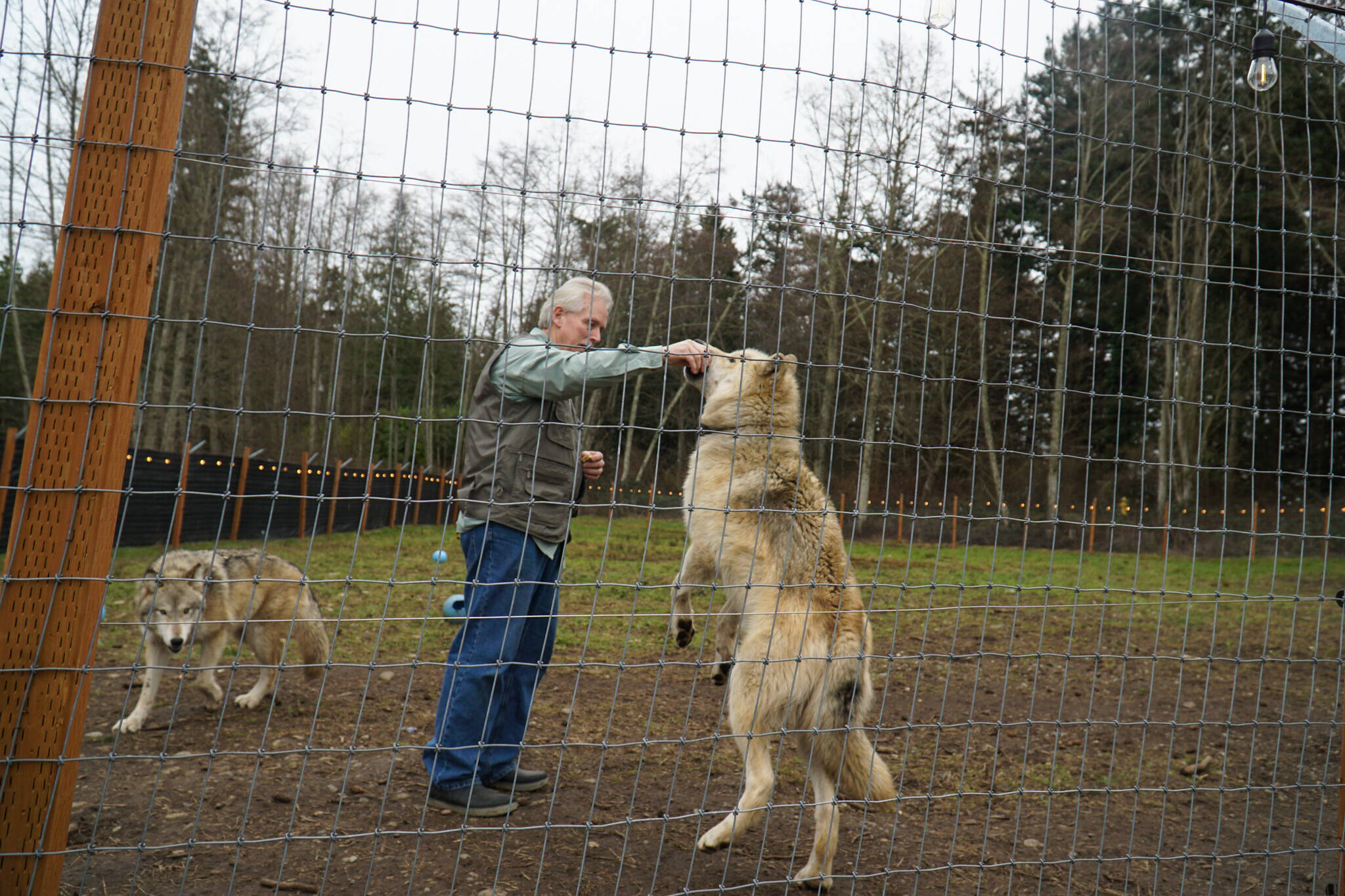 Owner Dave Coleburn gives treats to his wolves, Tahoe and Sierra, at Northwest Wildlife Sanctuary. (Photo by Sam Fletcher)