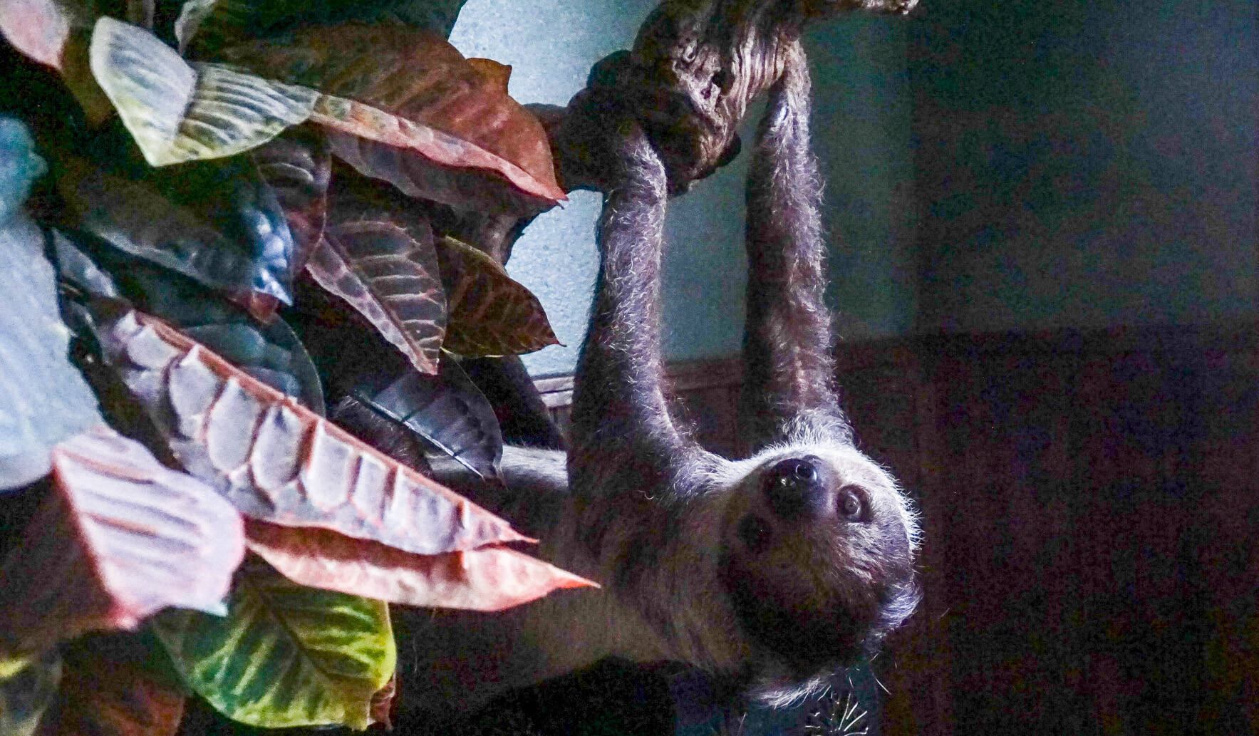 A sloth hangs upside down in an enclosure at Northwest Wildlife Sanctuary. (Photo by Sam Fletcher)