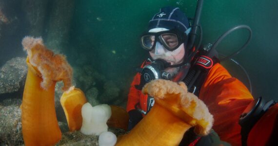 Longtime Whidbey diver Jan Kocian examines some plumose anemones off Whidbey Island. (Photo courtesy of Jan Kocian)