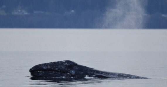 North Puget Sound “Sounders” gray whale CRC53 Little Patch shows his face, by Serena Tierra, Orca Network