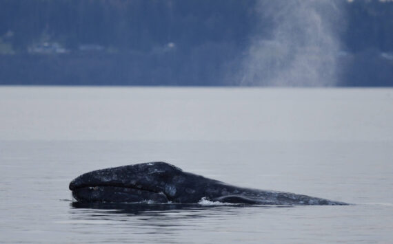 North Puget Sound “Sounders” gray whale CRC53 Little Patch shows his face, by Serena Tierra, Orca Network