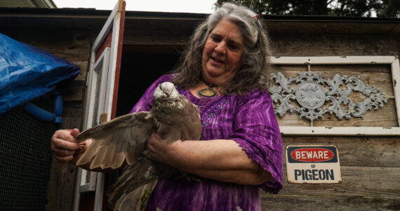 Photo by Sam Fletcher
Oak Harbor resident Laurie Monical shows her most recent giant runt pigeon, Kahlua.