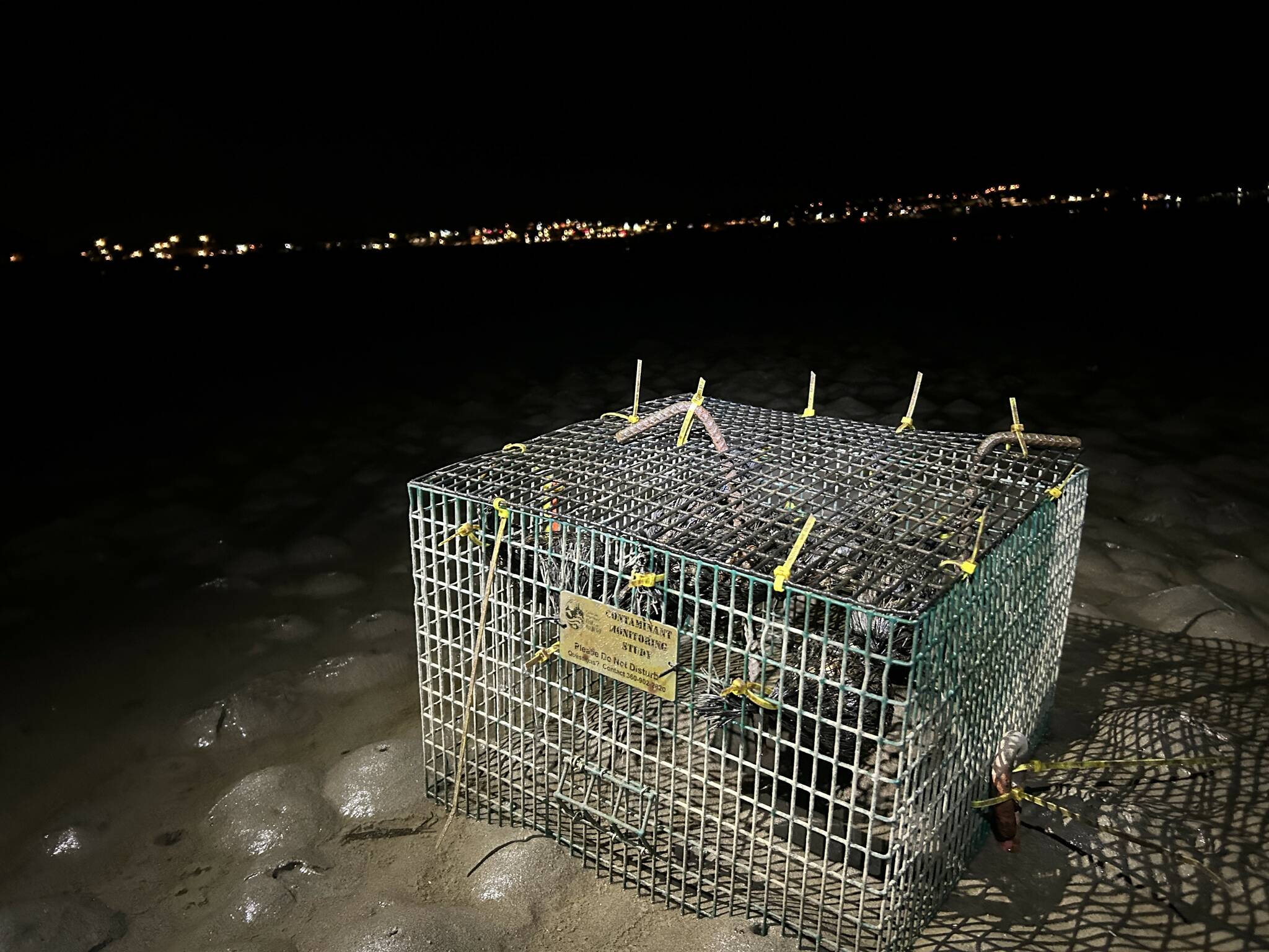 A mussel cage at Windjammer Park before being retrieved Thursday night. WDFW Biologist Danielle Nordstrom said retrieval efforts can happen in collaboration with the Navy, the National Centers for Coastal Ocean Science and volunteers from Soundwater Stewards. (Photo provided)