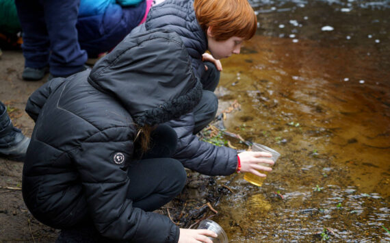 Photo by David Welton
South Whidbey Elementary School students release salmon into Maxwelton Creek in 2023.