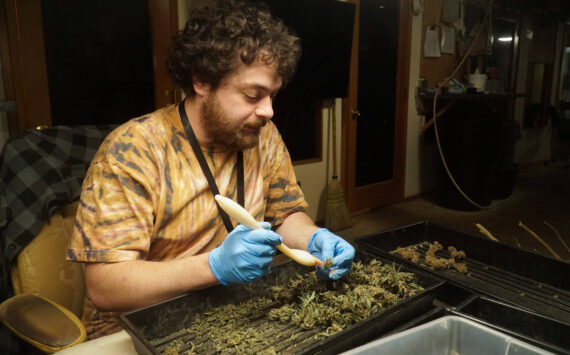 Island Gro trimmer Aaron Rogers cleans up the buds of the most recent harvest. (Photo by Sam Fletcher)