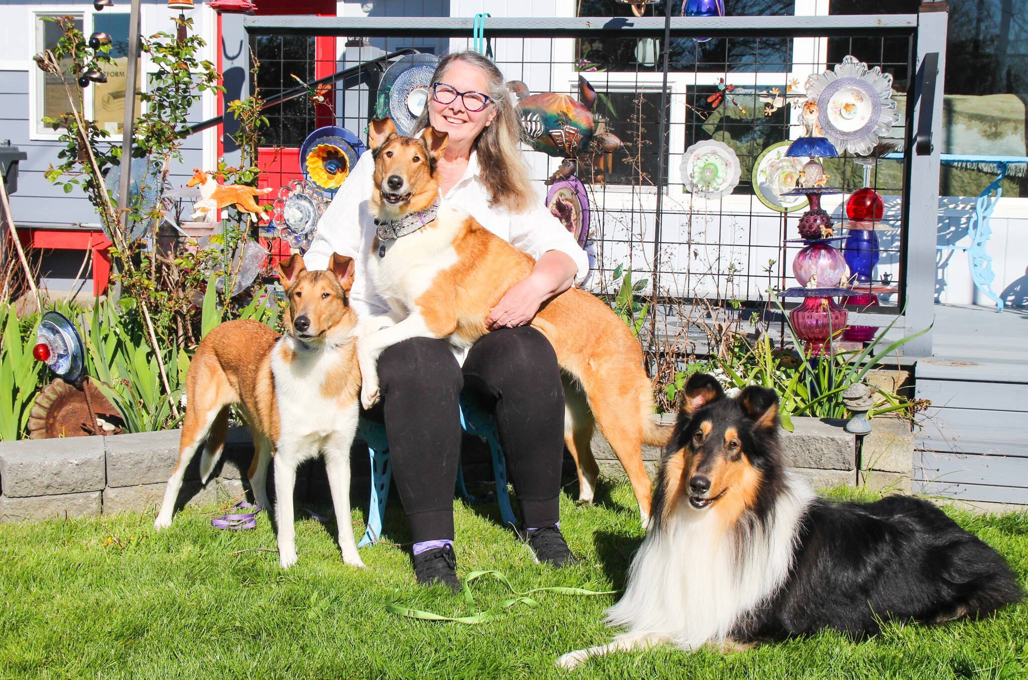 Photo by Luisa Loi
Corinne Boon poses with three collies she bred: Tsunami (2), at left, Maree (5) and Vision (2). According to Boon, who owns Maree, the dogs have been going to “sheep school,” where they learn how to herd sheep.