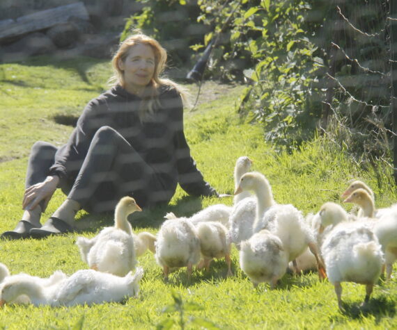Photo by Kira Erickson/South Whidbey Record
Christyn Johnson spends some quality time with her flock of Sebastopol goslings. The heritage breed originated in southeastern Europe and the geese are known for their long, curly feathers.