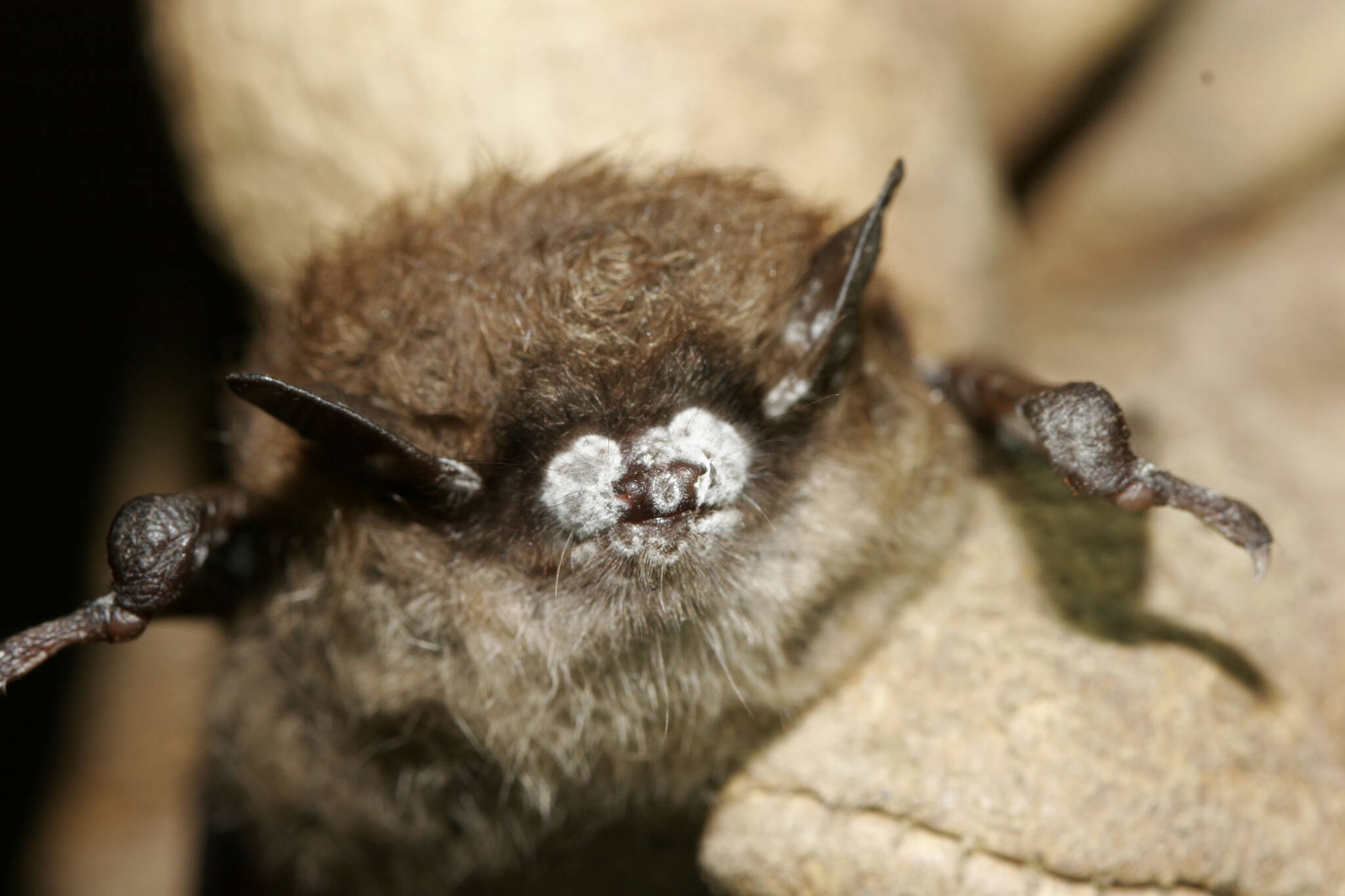 The fungus causing white-nose syndrome grows on the nose, wings and ears of an infected bat during hibernation, giving a fuzzy, white appearance; here, its on the bats snout. (Photo courtesy Ryan von Linden/New York Department of Environmental Conservation)