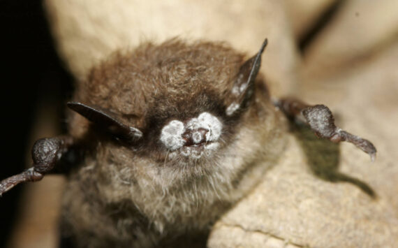 The fungus causing white-nose syndrome grows on the nose, wings and ears of an infected bat during hibernation, giving a fuzzy, white appearance; here, it's on the bat's snout. (Photo courtesy Ryan von Linden/New York Department of Environmental Conservation)