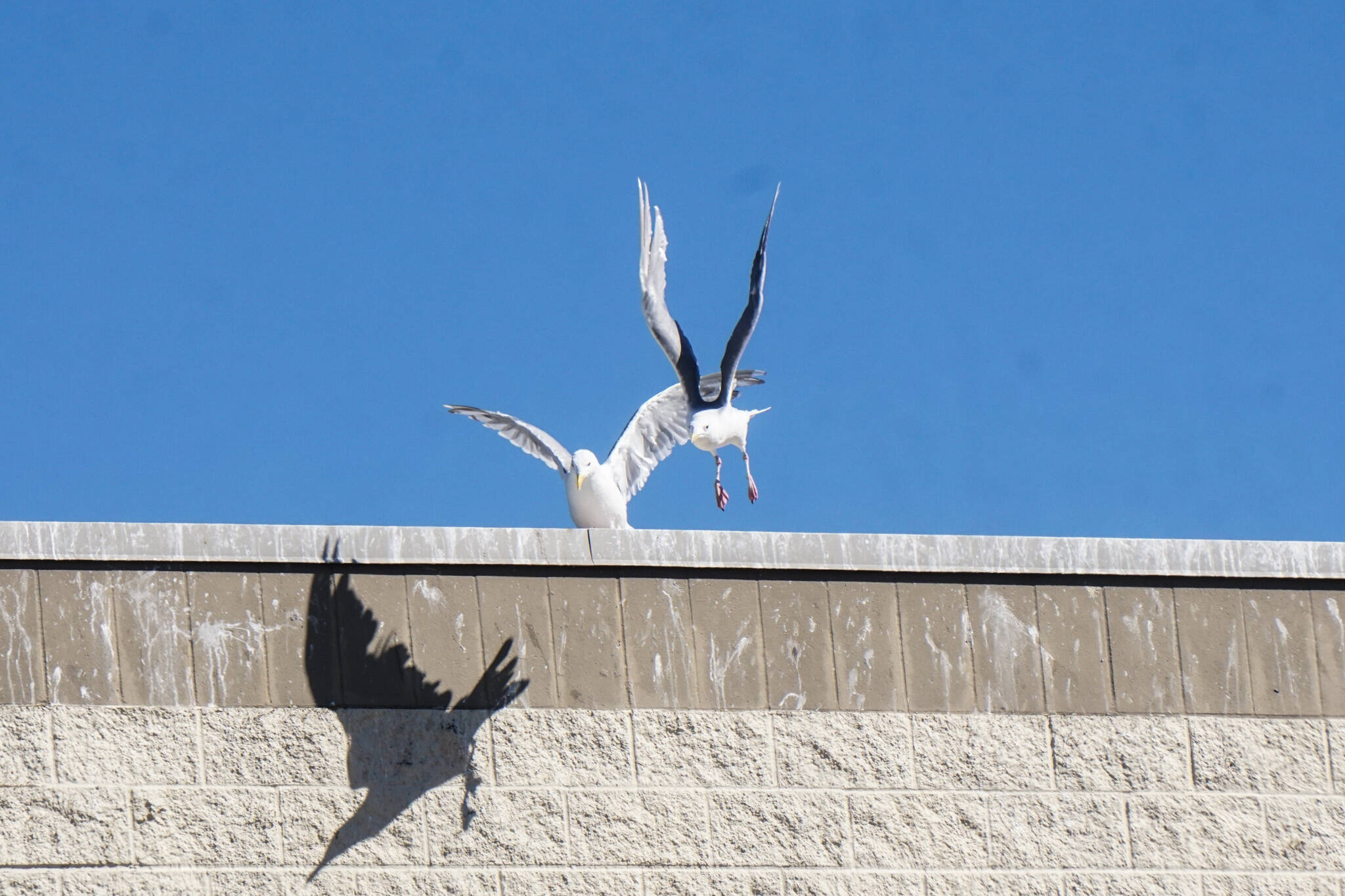 Safeway seagull problem to be resolved within 30 days Whidbey NewsTimes
