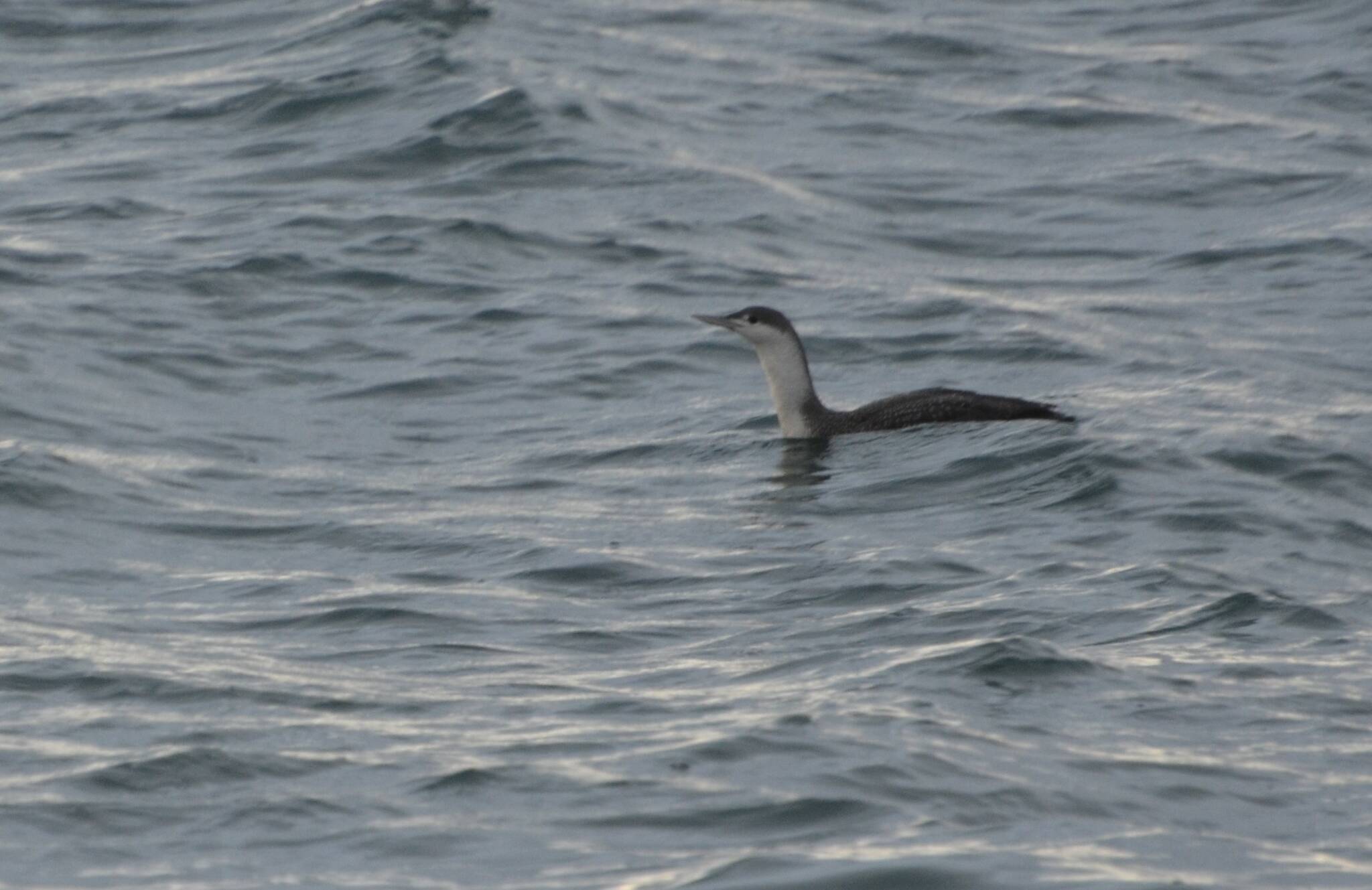 Photo by Martha Ellis 
A loon appears near Deception Pass for the smelt.