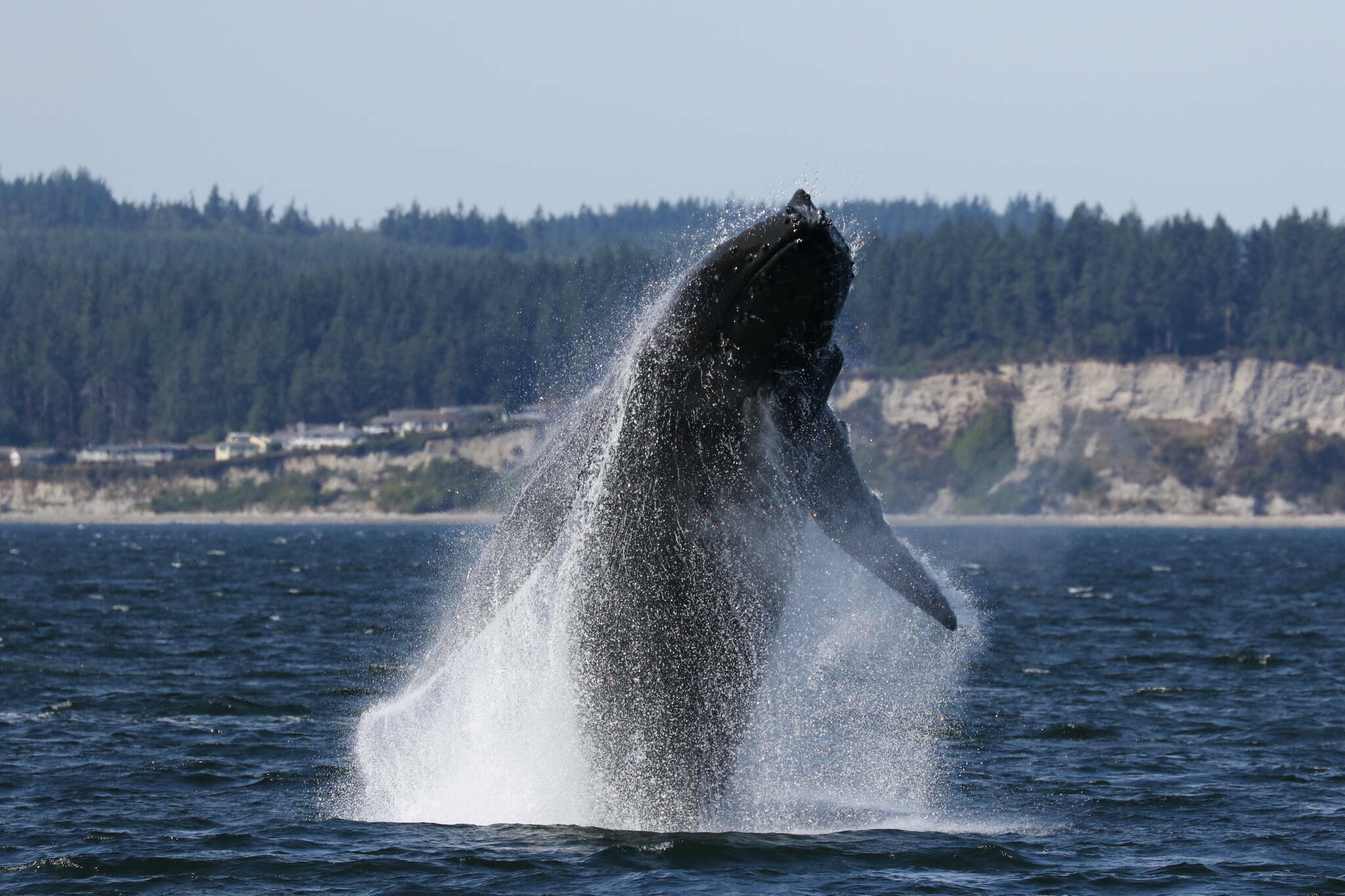 Photo by Jill Hein 
A humpback whale breaches the surface.