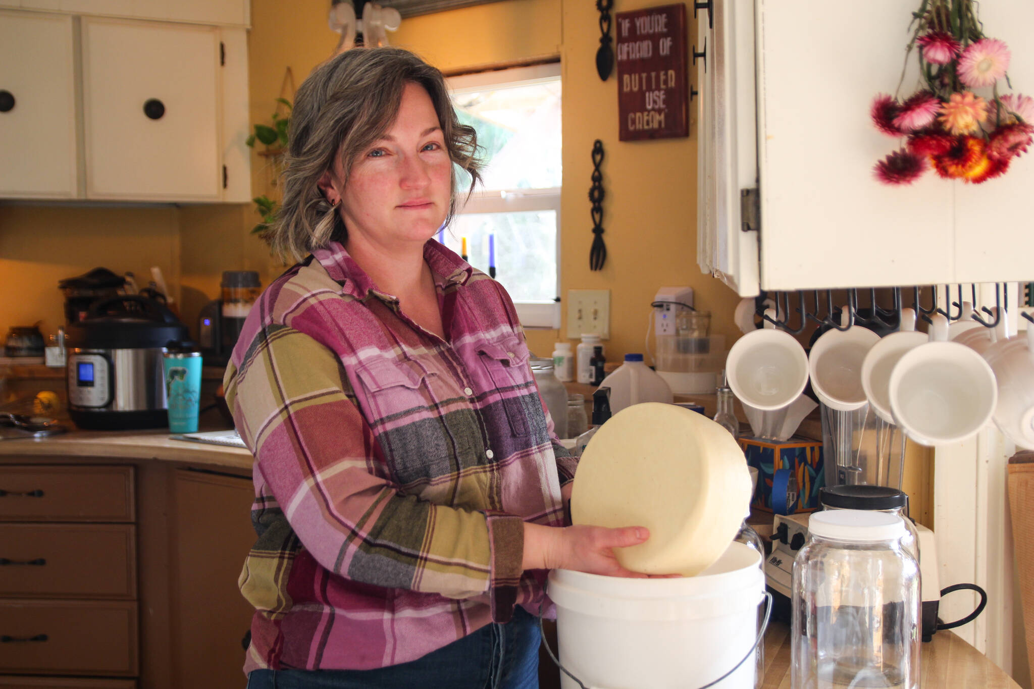 (Photo by Luisa Loi)
Diana Miller pulls out a wheel of cheese from a bucket, where it was covered in salt brine.