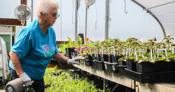Photo by Luisa Loi
Virginia Brown, who has been with the club for 23 years, inspects some plants at the greenhouse behind Coupeville High School.
Photo by Luisa Loi
Virginia Brown, who has been with the club for 23 years, inspects some plants at the greenhouse behind Coupeville High School.
