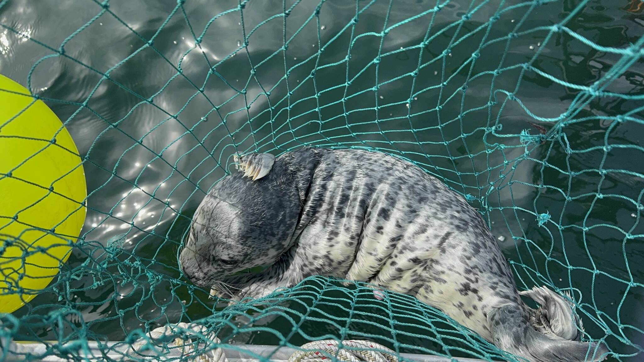 A seal pup caught in a net on the Fourth of July thrashed around for hours before being cut free by rescuers that afternoon (Photo courtesy of Central Puget Sound Marine Mammal Stranding Network)
