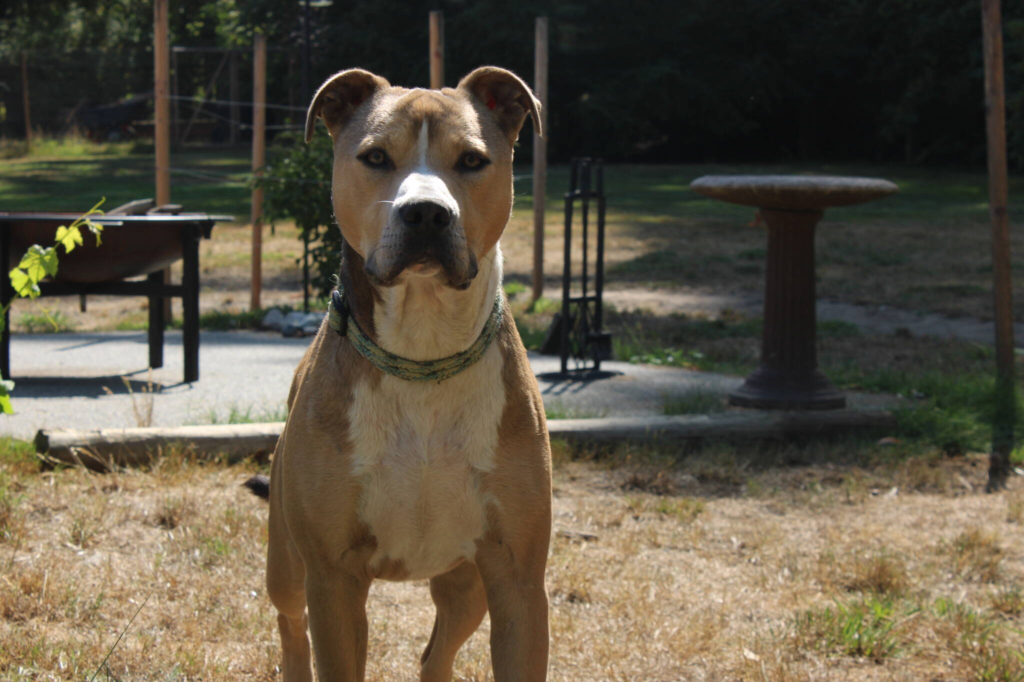 (Photo by Allyson Ballard) Poop Team 6 visits are enjoyed by clients, the Usemans and especially clients’ pets.