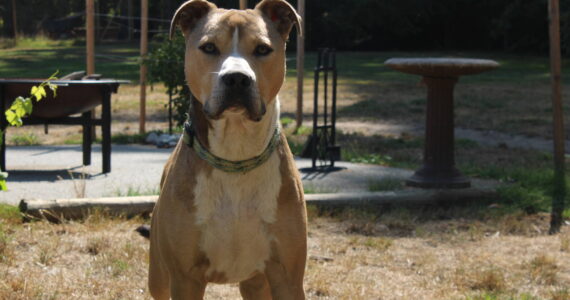 Poop Team 6 visits are enjoyed by clients, the Usemans and especially clients' pets. Photo by Allyson Ballard