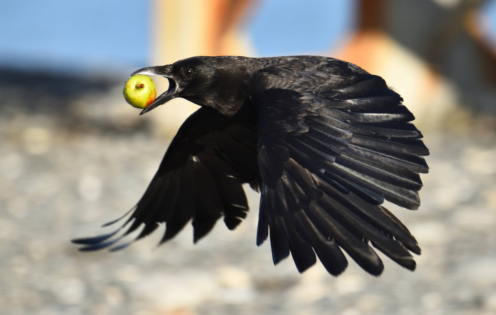 (Photo by Jennifer Holmes) A crow flies away with an entire apple in its maw.