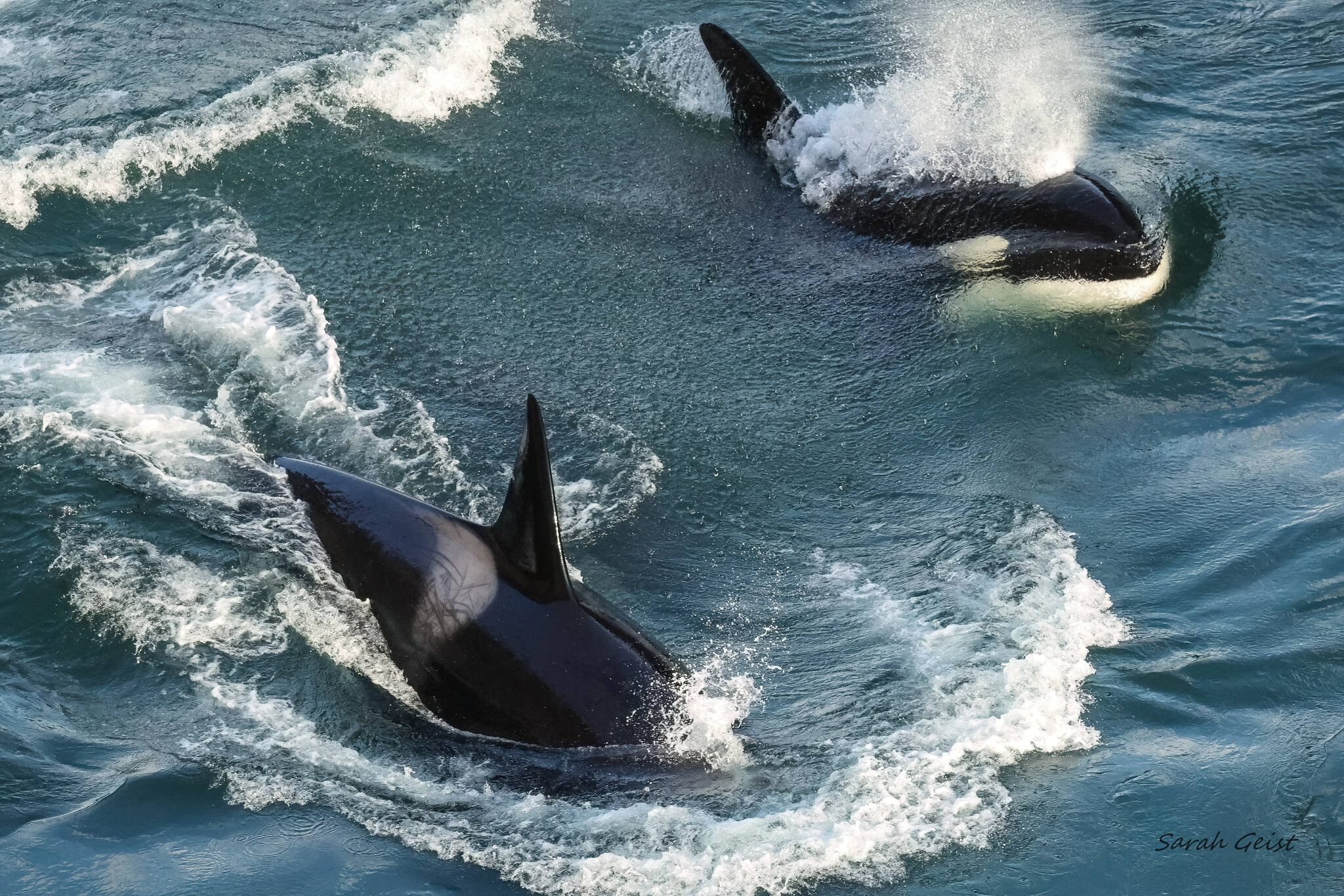 (Photo by Sarah Geist) An orca sprays water from its blowhole, while another dives down, near Deception Pass.