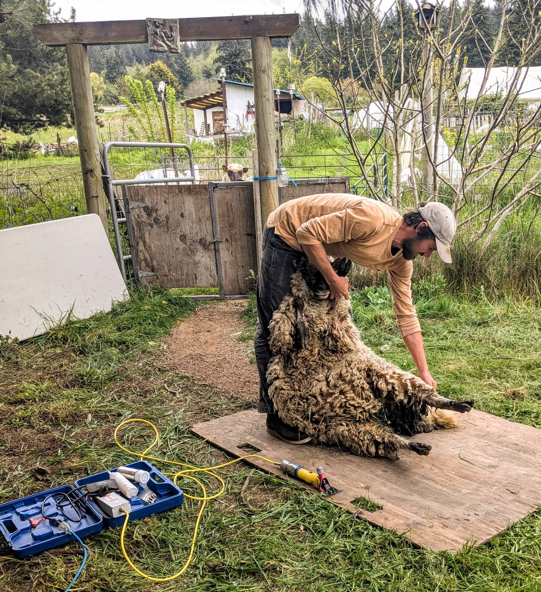 (Photo by Karen Achabal) Kevin Dunham demonstrates his sheep shearing technique at the Fiber Fest.