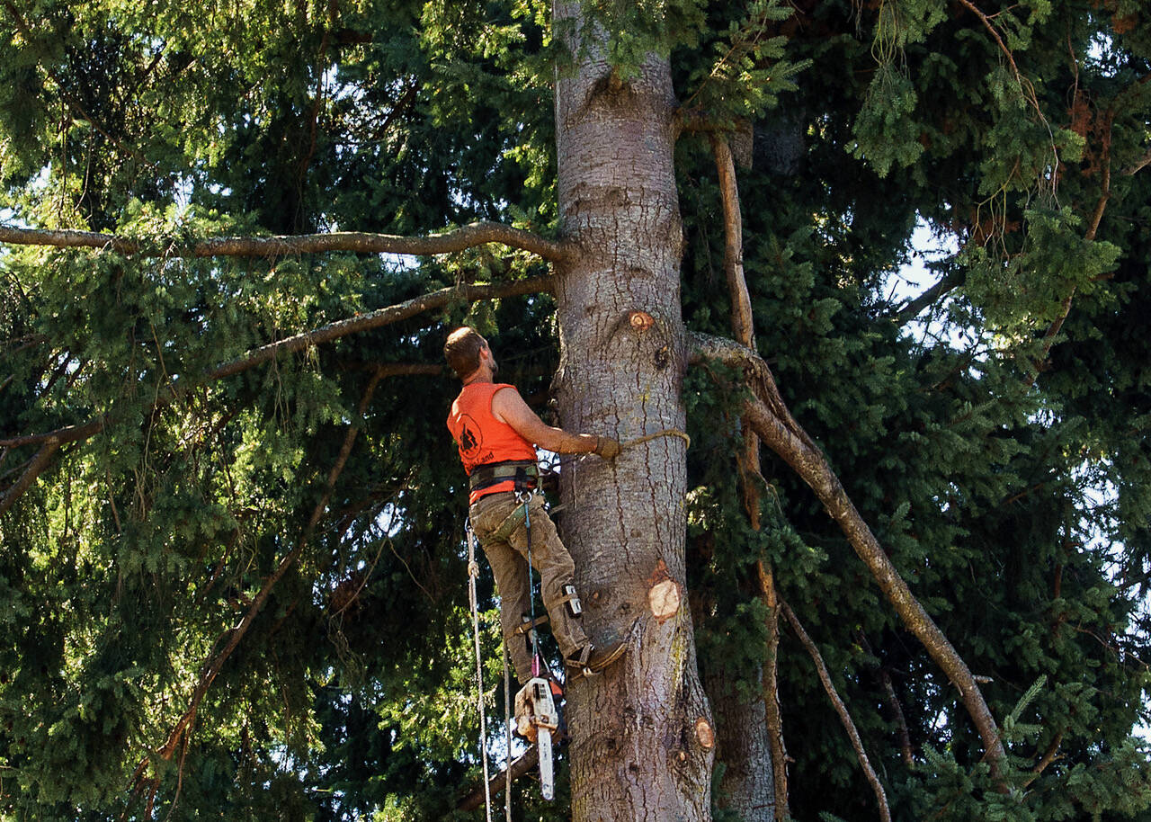 (Photo by David Welton) Six large Douglas fir trees were removed near the intersection of Edgecliff Drive with Furman Avenue on July 16-17.