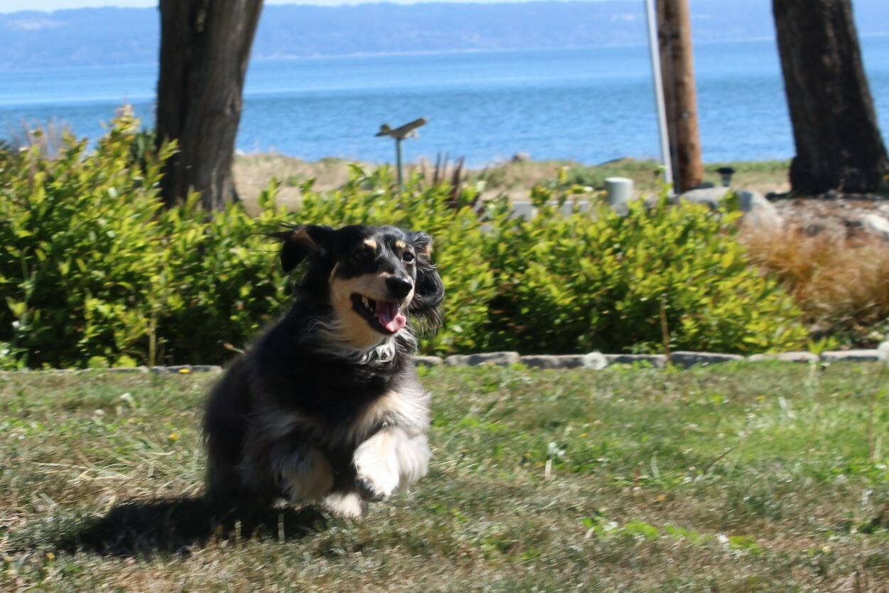 Photo by Allyson Ballard
Faera, pictured here, is one of two wiener dogs owned by Deirdre Fairfax, a member of the Saratoga Orchestra’s Board of Directors, and her husband Gary.