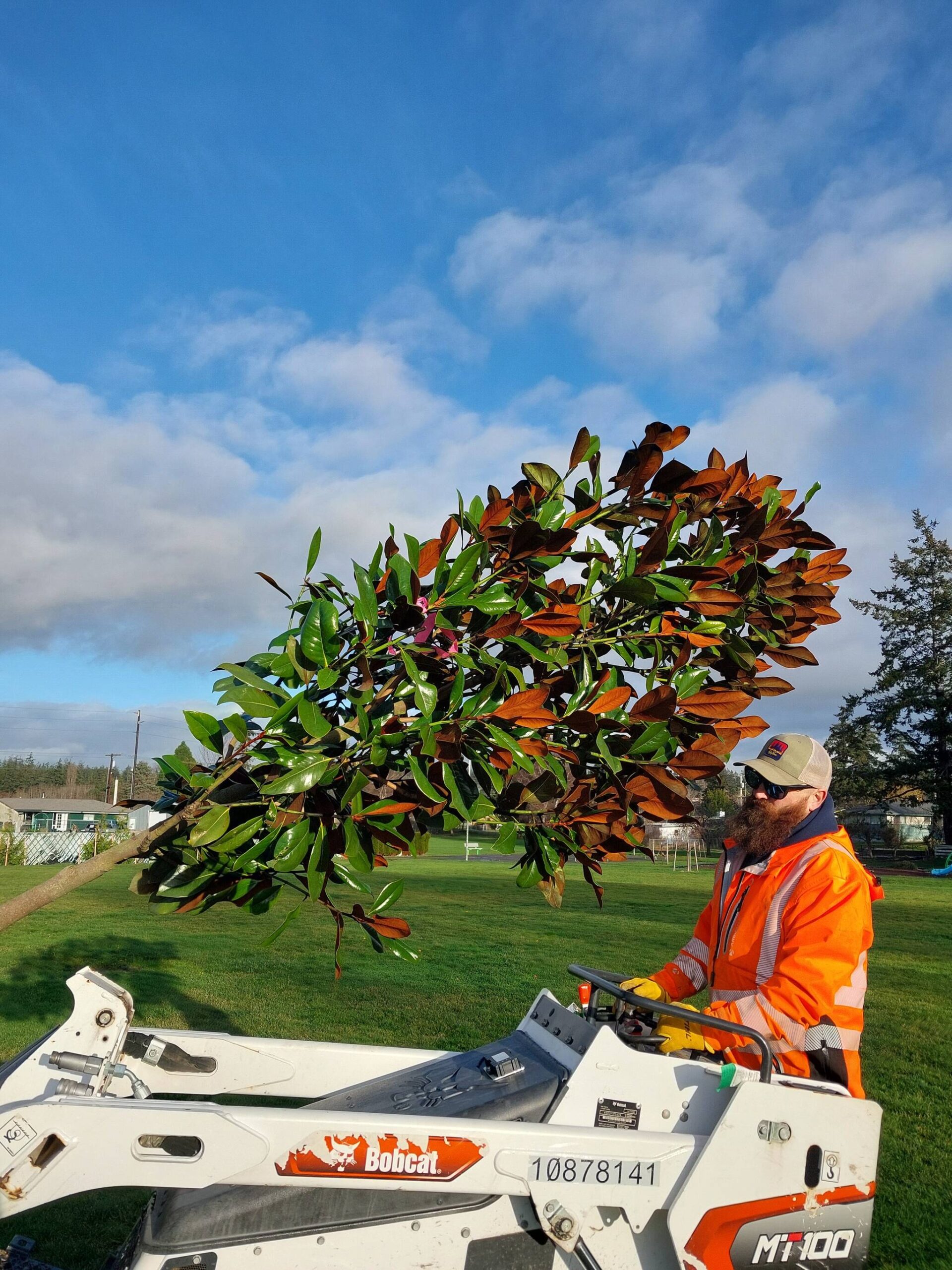 (City of Oak Harbor photo) Oak Harbor arborist Robert Bailey hauls a tree to be planted.