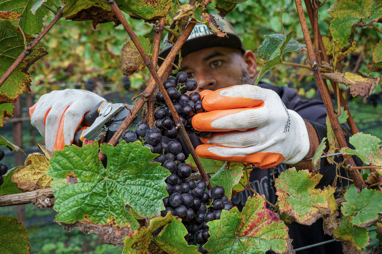 Nik Williams clips grapes off the vine at Spoiled Dog Winery. He is one of many volunteers who help the South Whidbey winemakers. (Photo by David Welton)