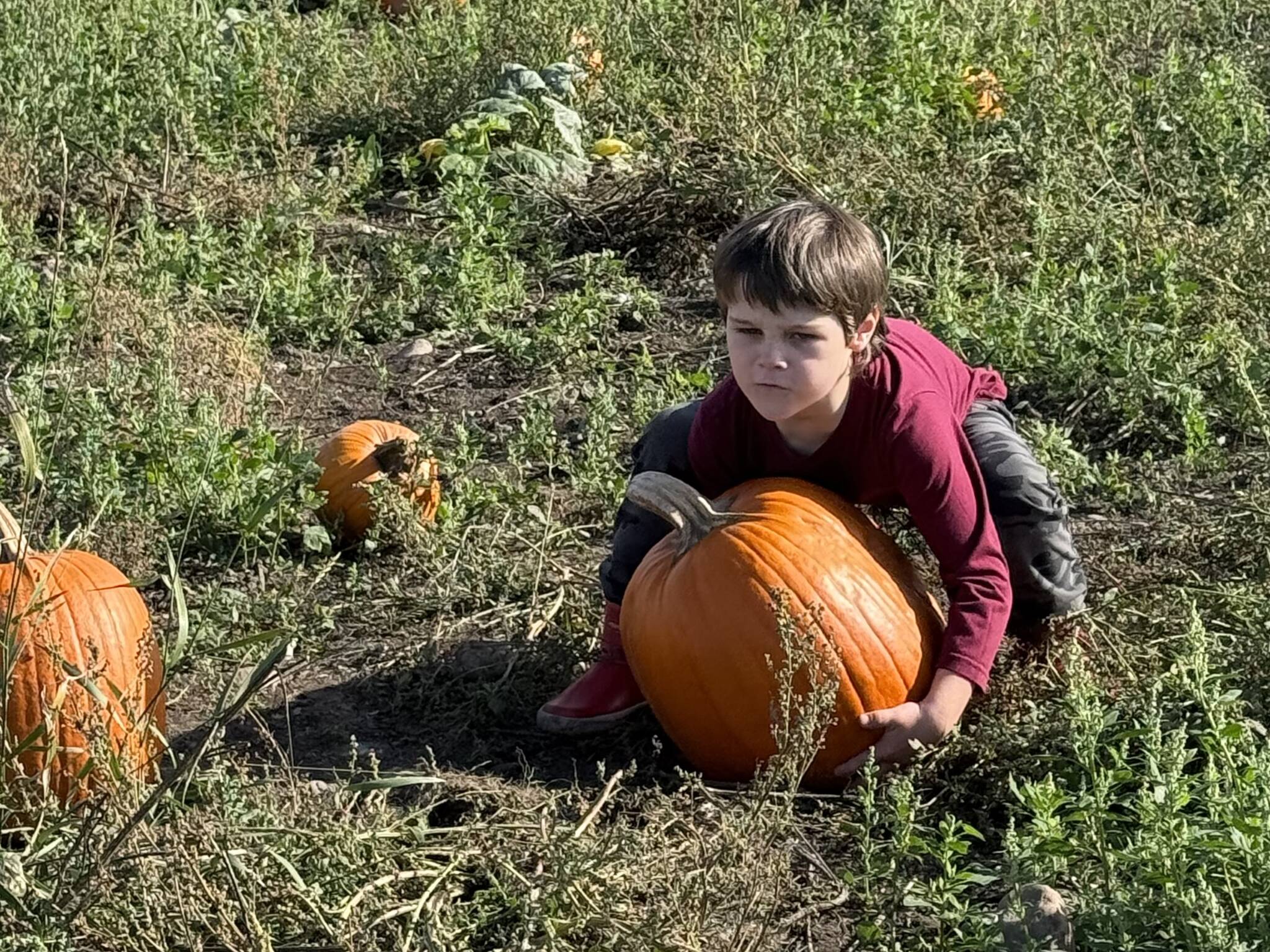 Nels Auchterlonie, age 5, uses all of his strength to lift a pumpkin larger than his torso at Scenic Isle Farm. (Photo by Beth Chamberlin)